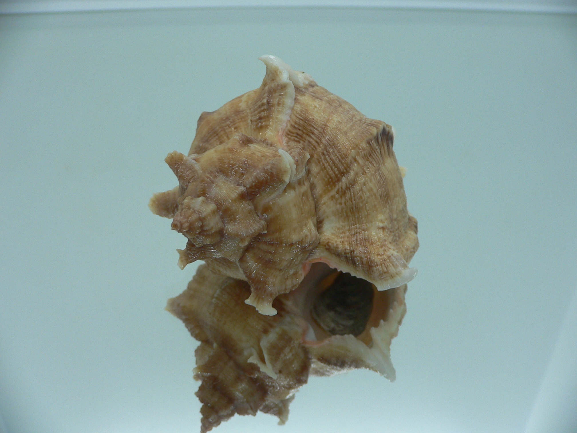Chicoreus virgineus ponderosus (var.) STRIPED