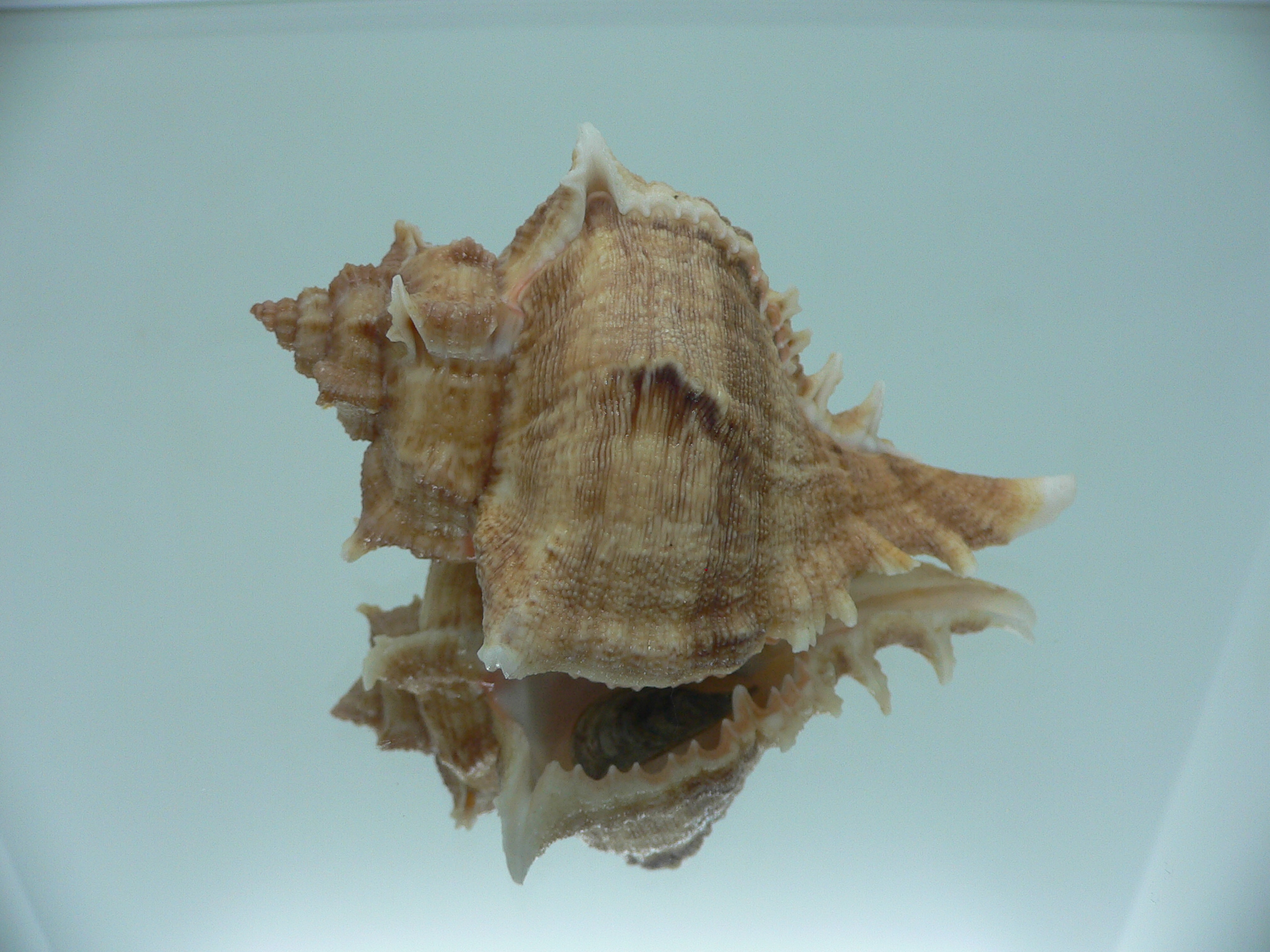 Chicoreus virgineus ponderosus (var.) STRIPED