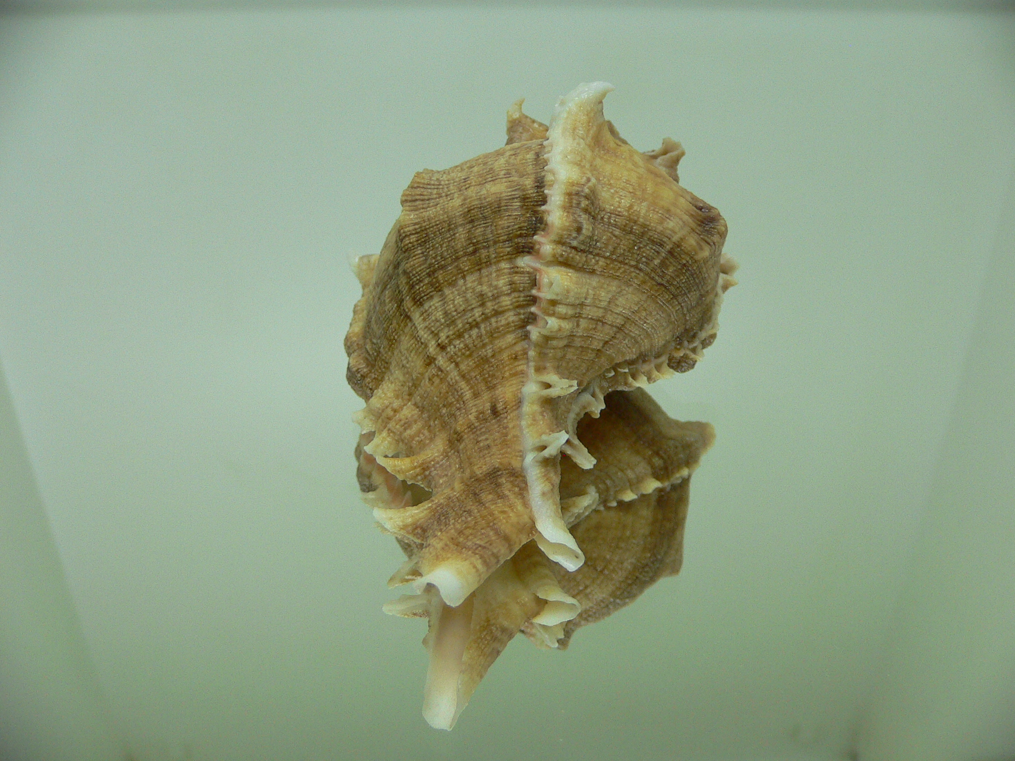 Chicoreus virgineus ponderosus (var.)