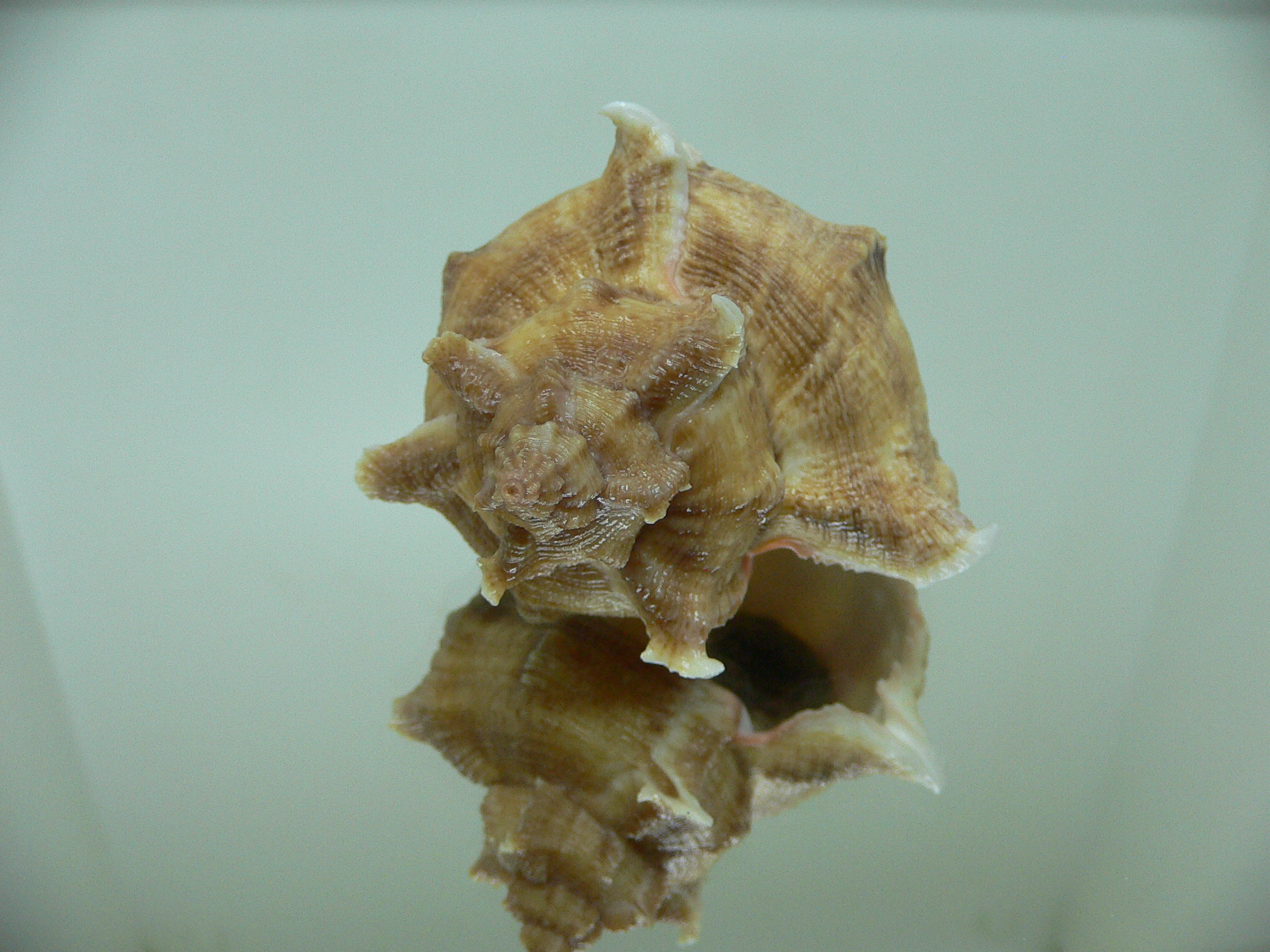 Chicoreus virgineus ponderosus (var.)