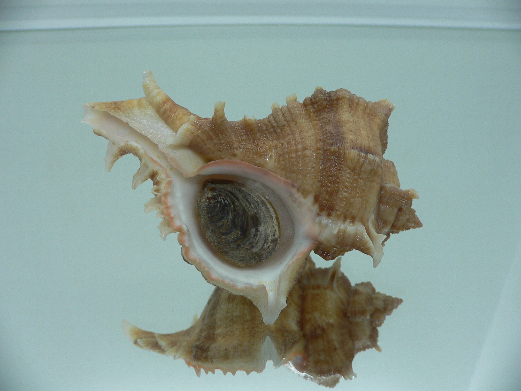Chicoreus virgineus ponderosus (var.) STRIPED