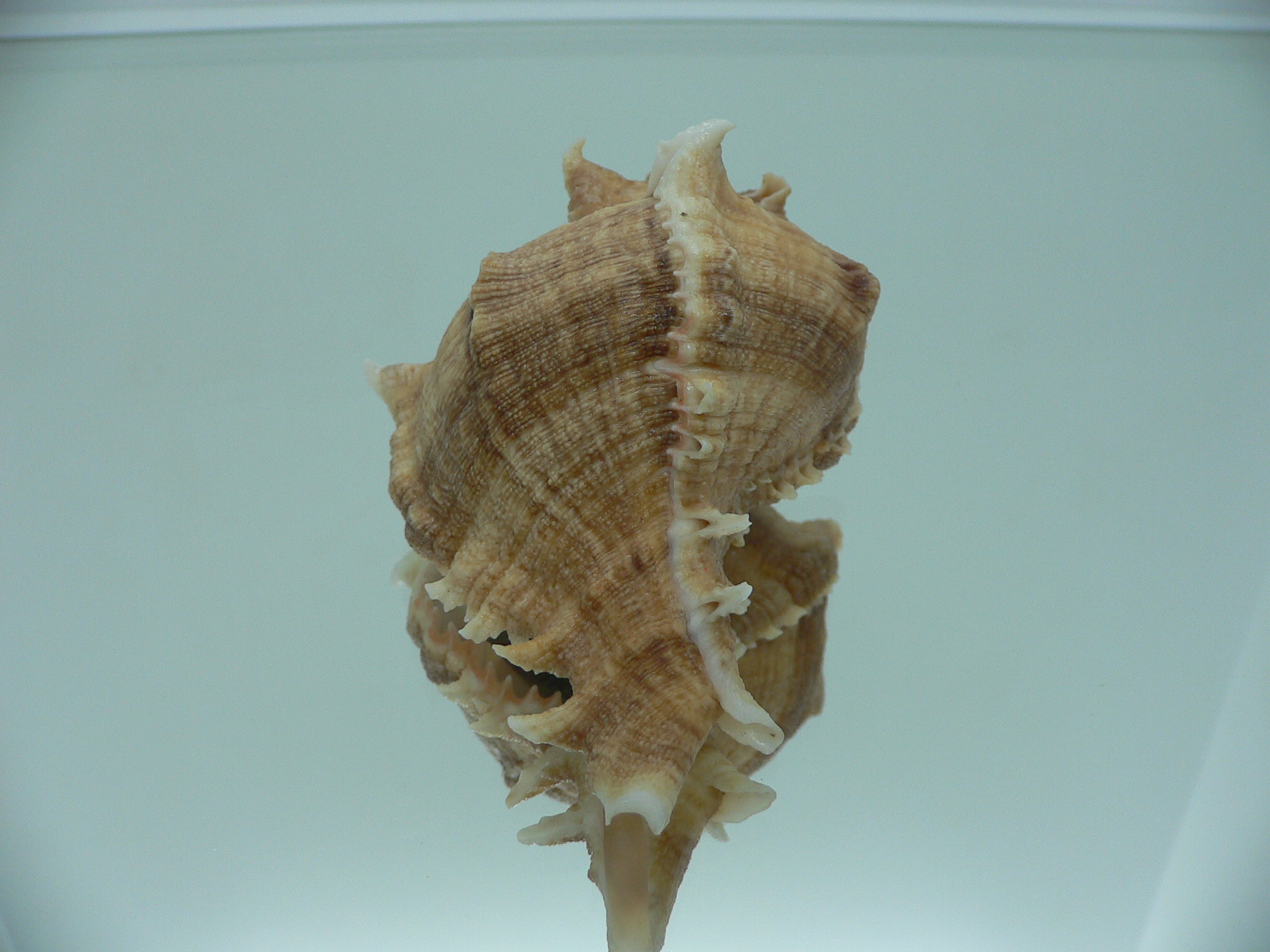 Chicoreus virgineus ponderosus (var.) STRIPED
