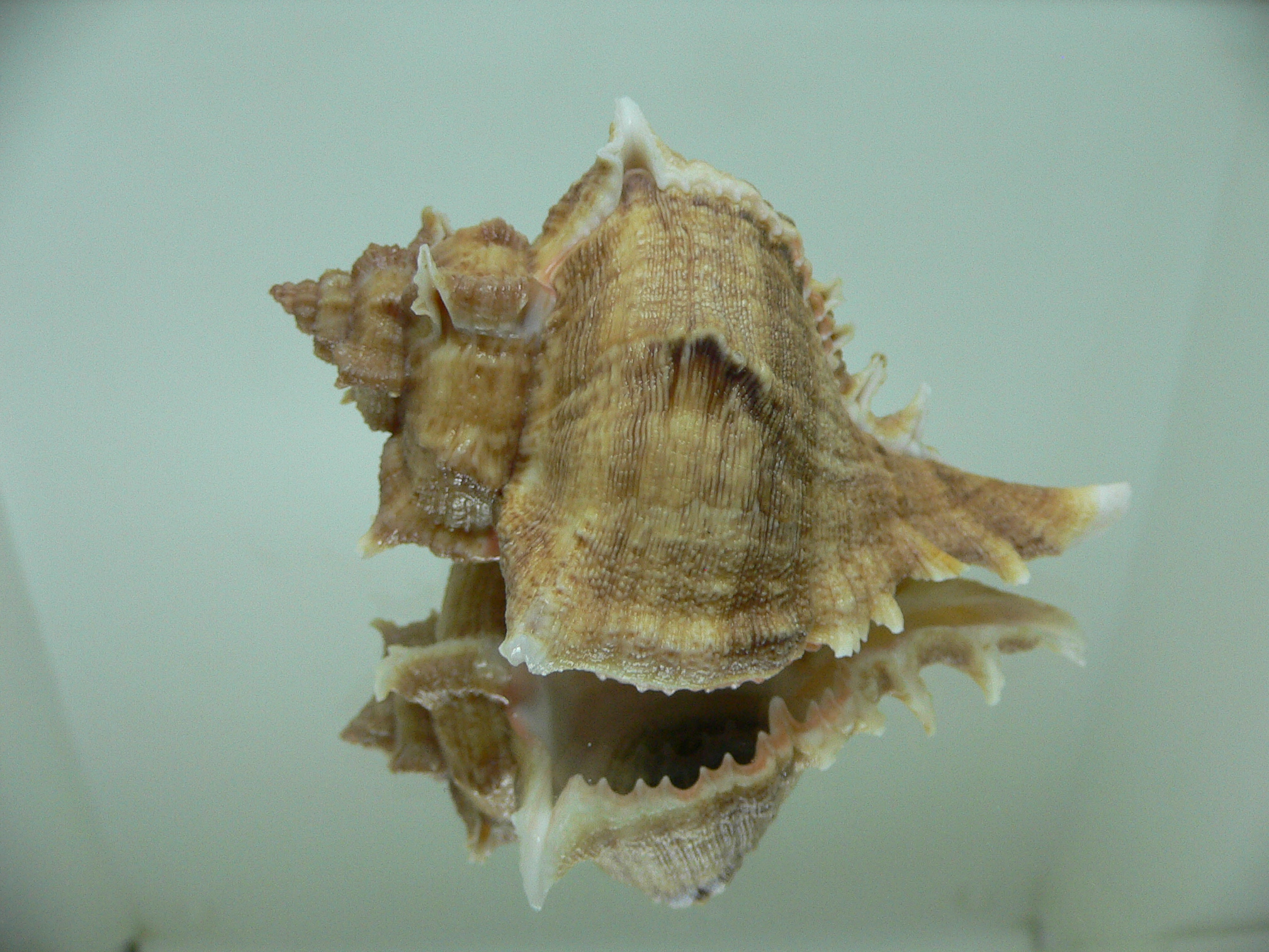 Chicoreus virgineus ponderosus (var.)