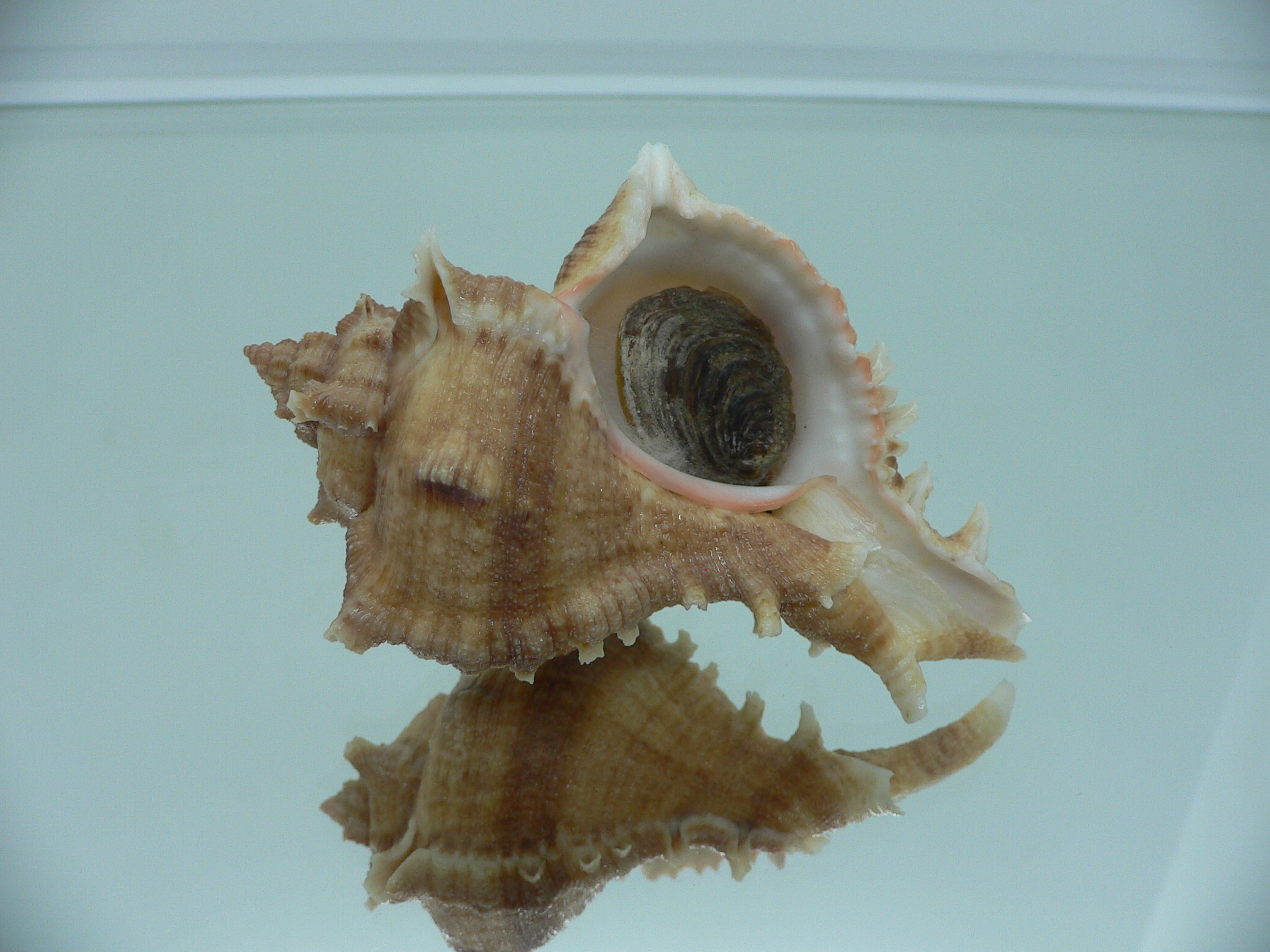Chicoreus virgineus ponderosus (var.) STRIPED