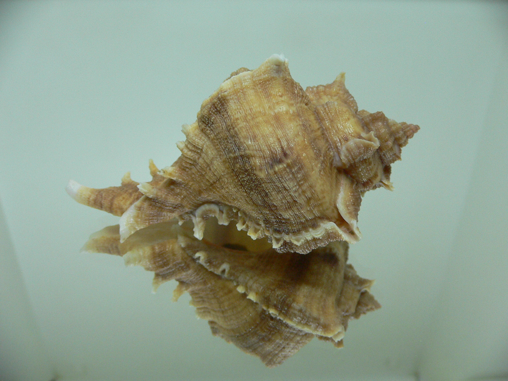 Chicoreus virgineus ponderosus (var.)