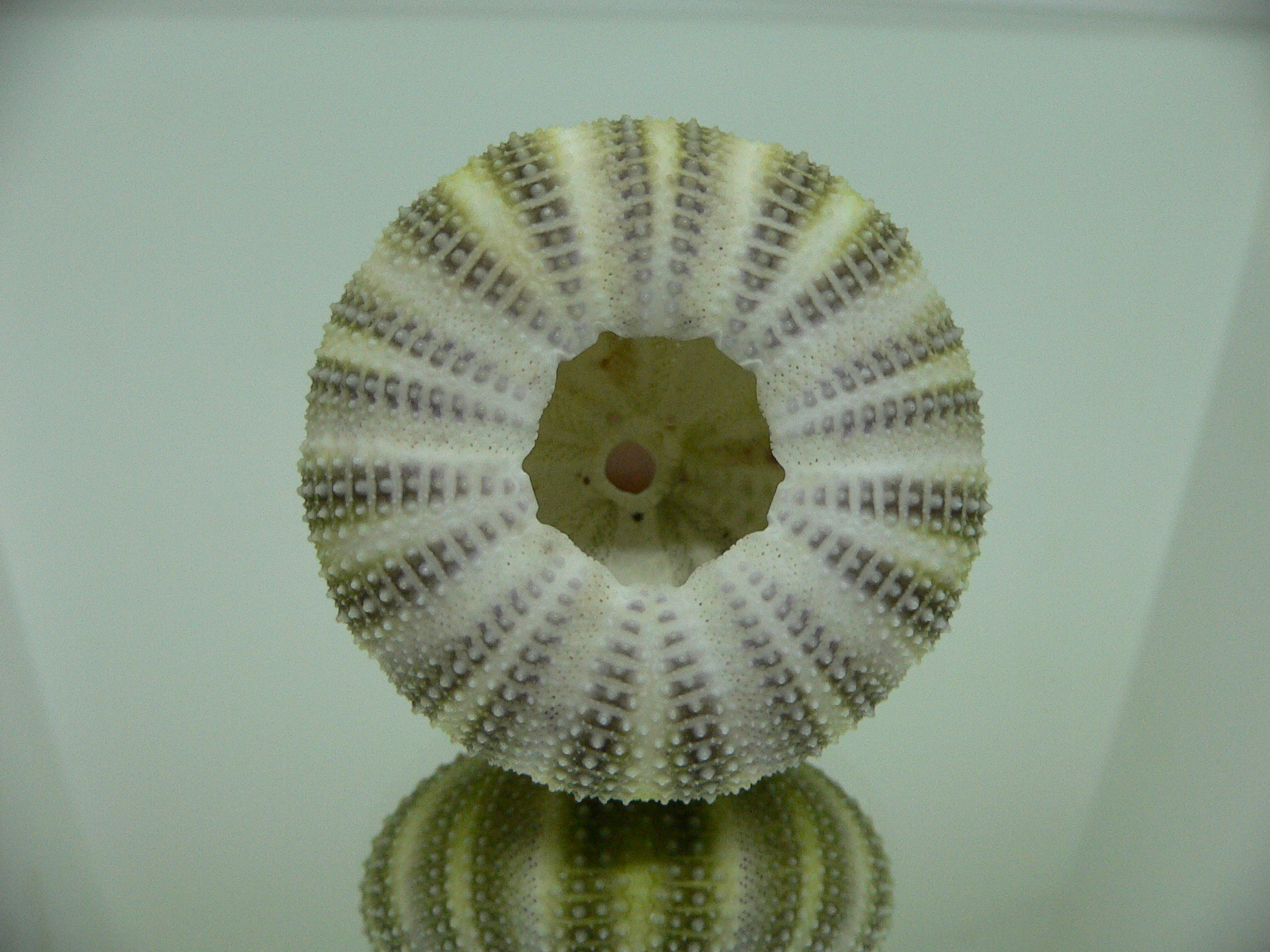Strongylocentrotus pulchellus STRIPES