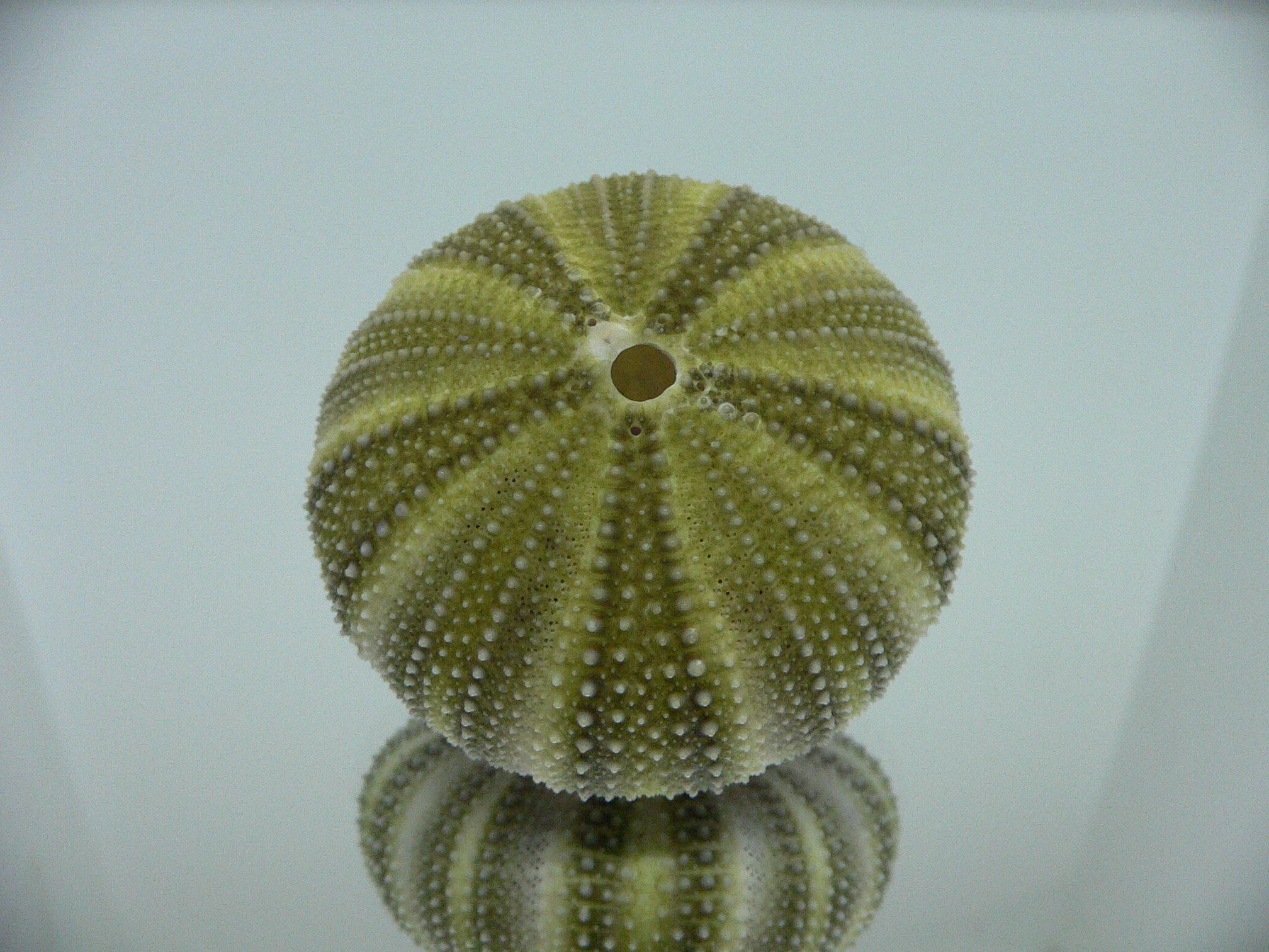 Strongylocentrotus pulchellus STRIPES