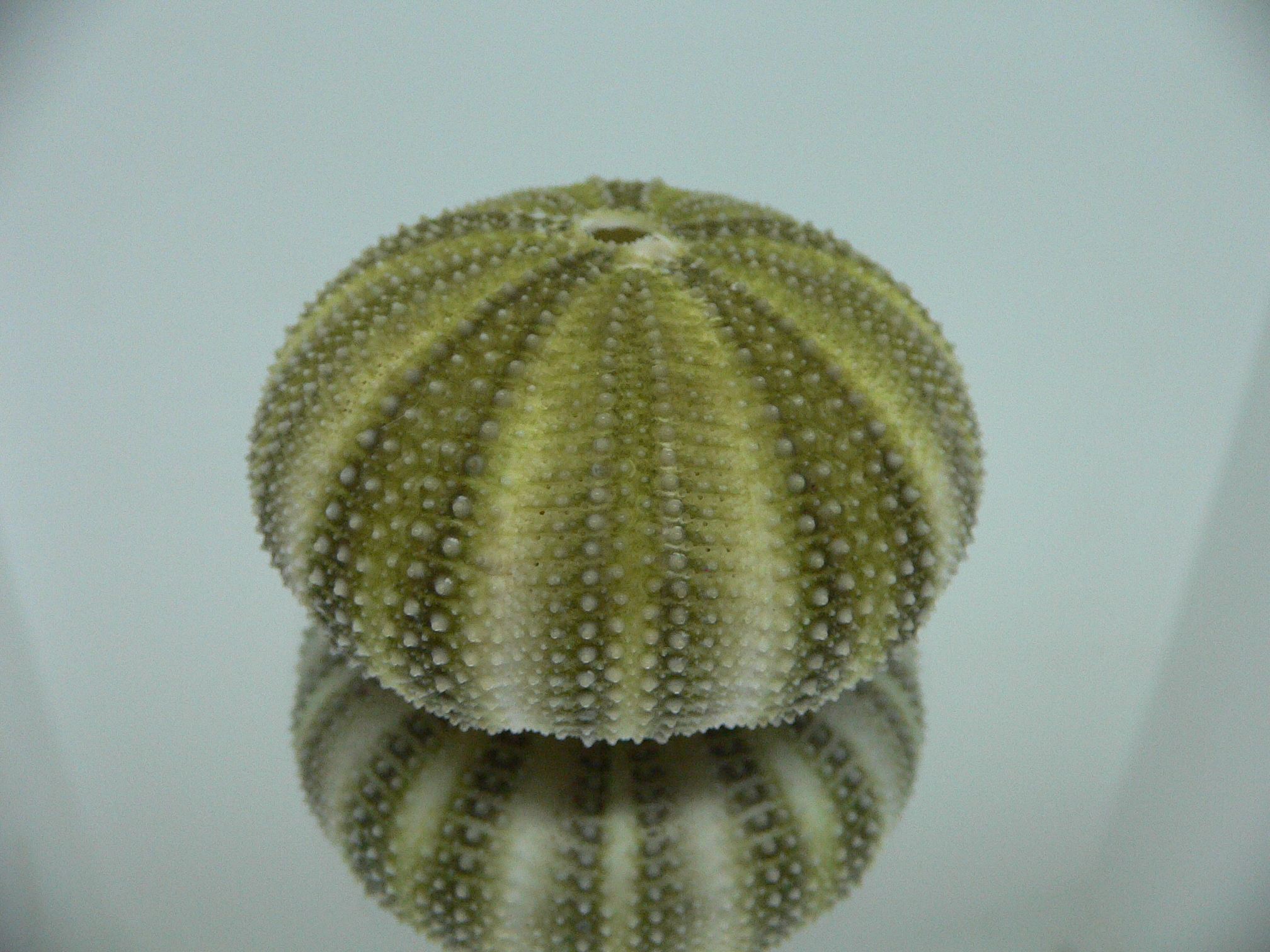 Strongylocentrotus pulchellus STRIPES