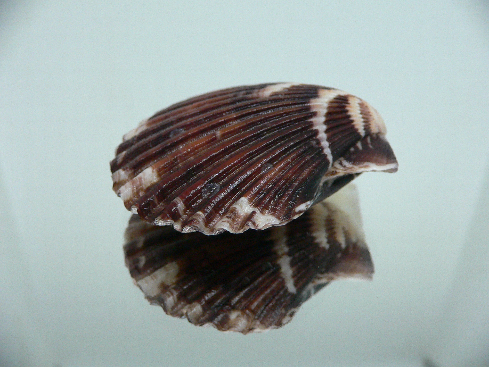 Volachlamus tranquebaria DARK