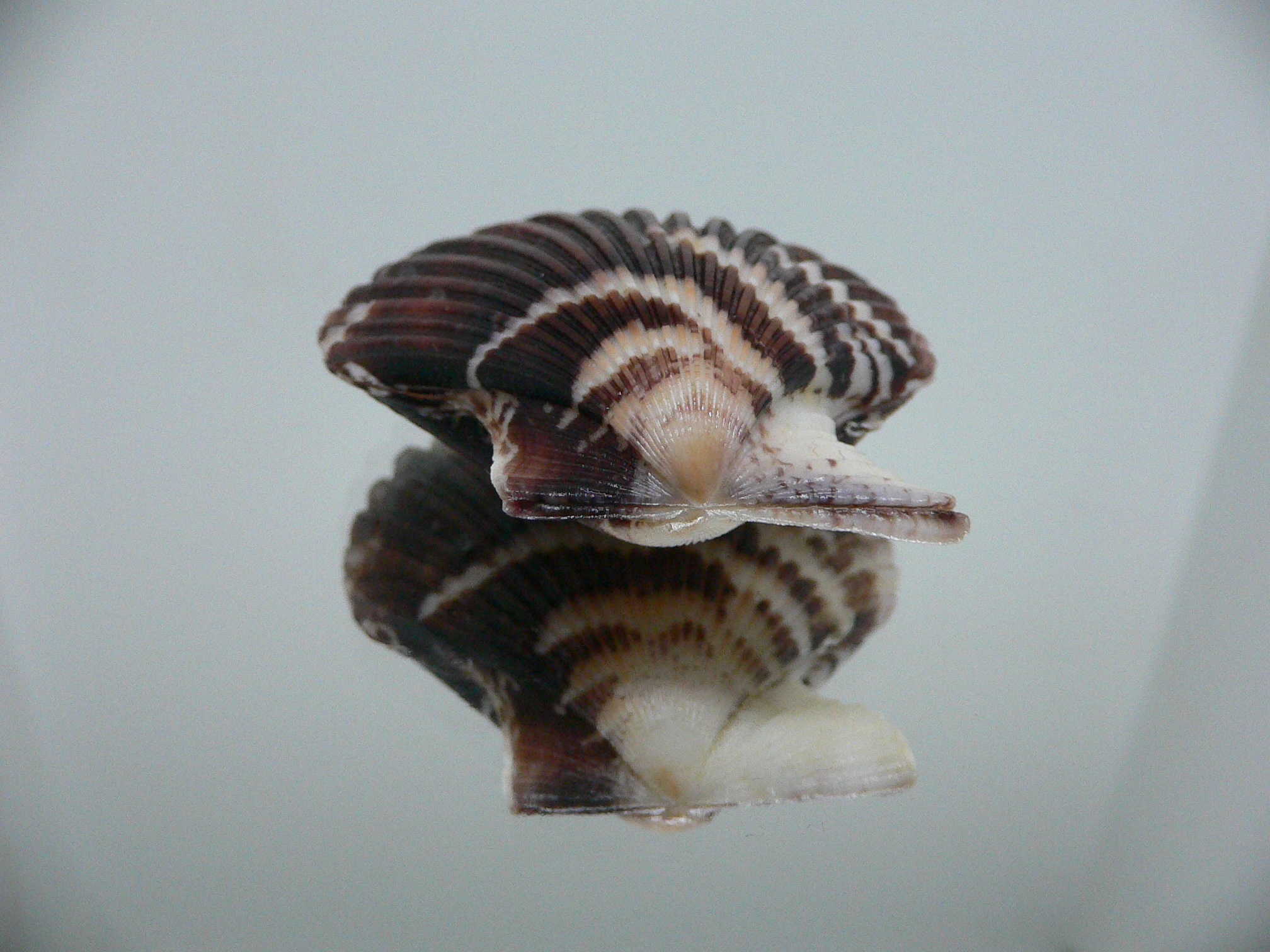 Volachlamus tranquebaria DARK