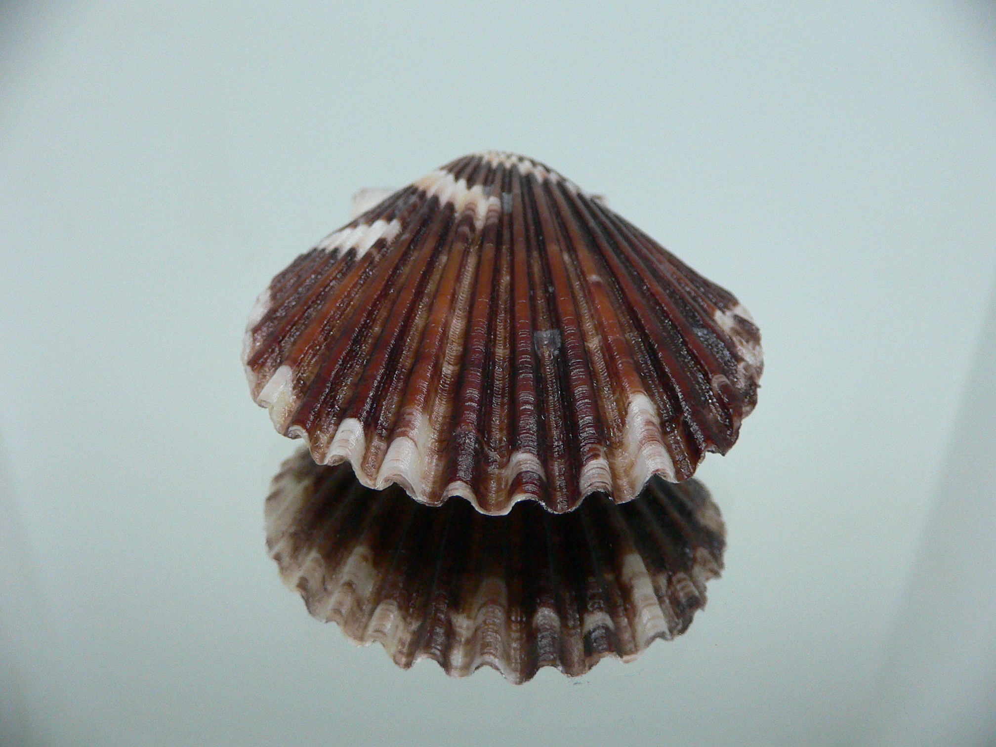 Volachlamus tranquebaria DARK