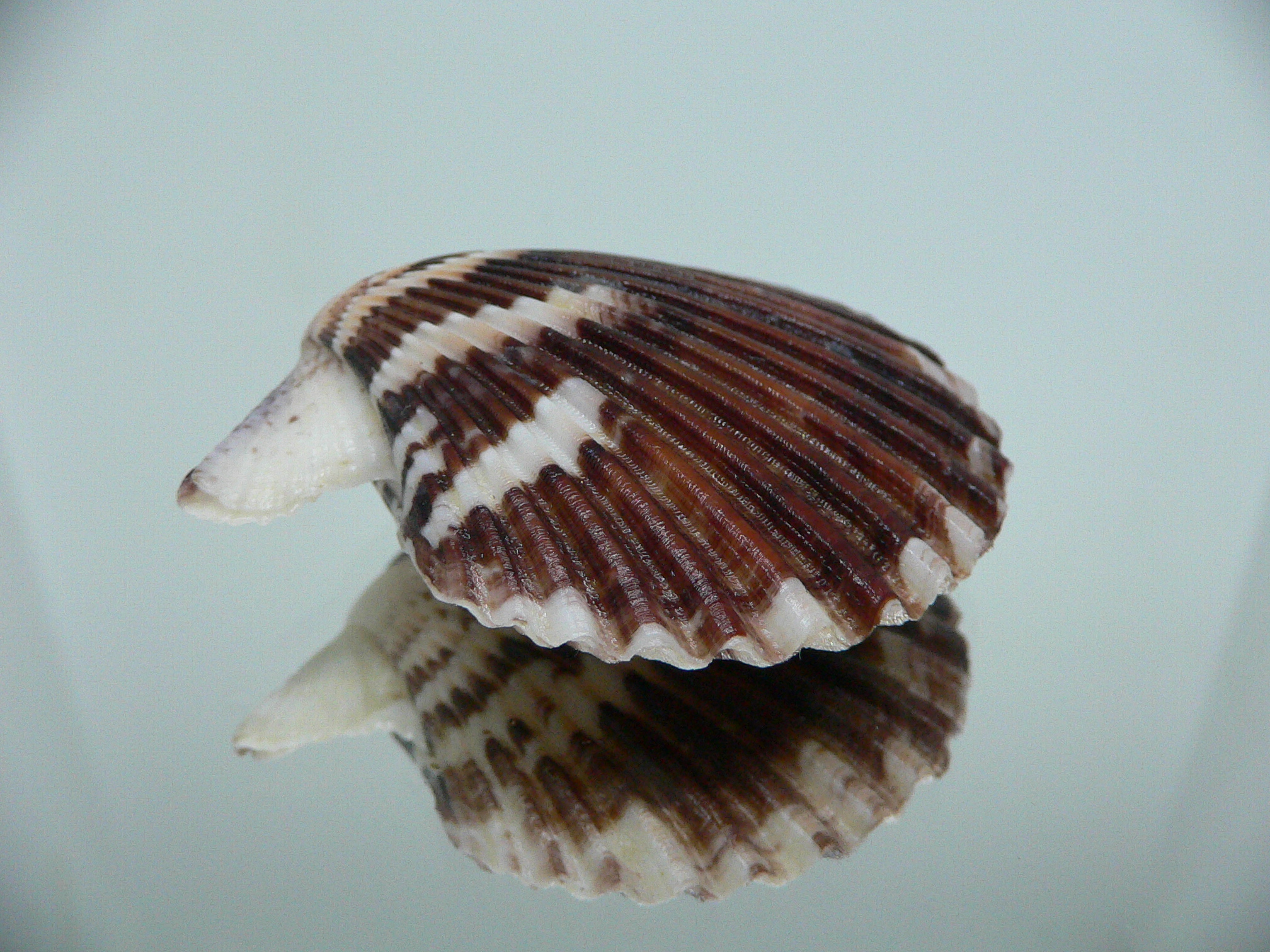 Volachlamus tranquebaria DARK