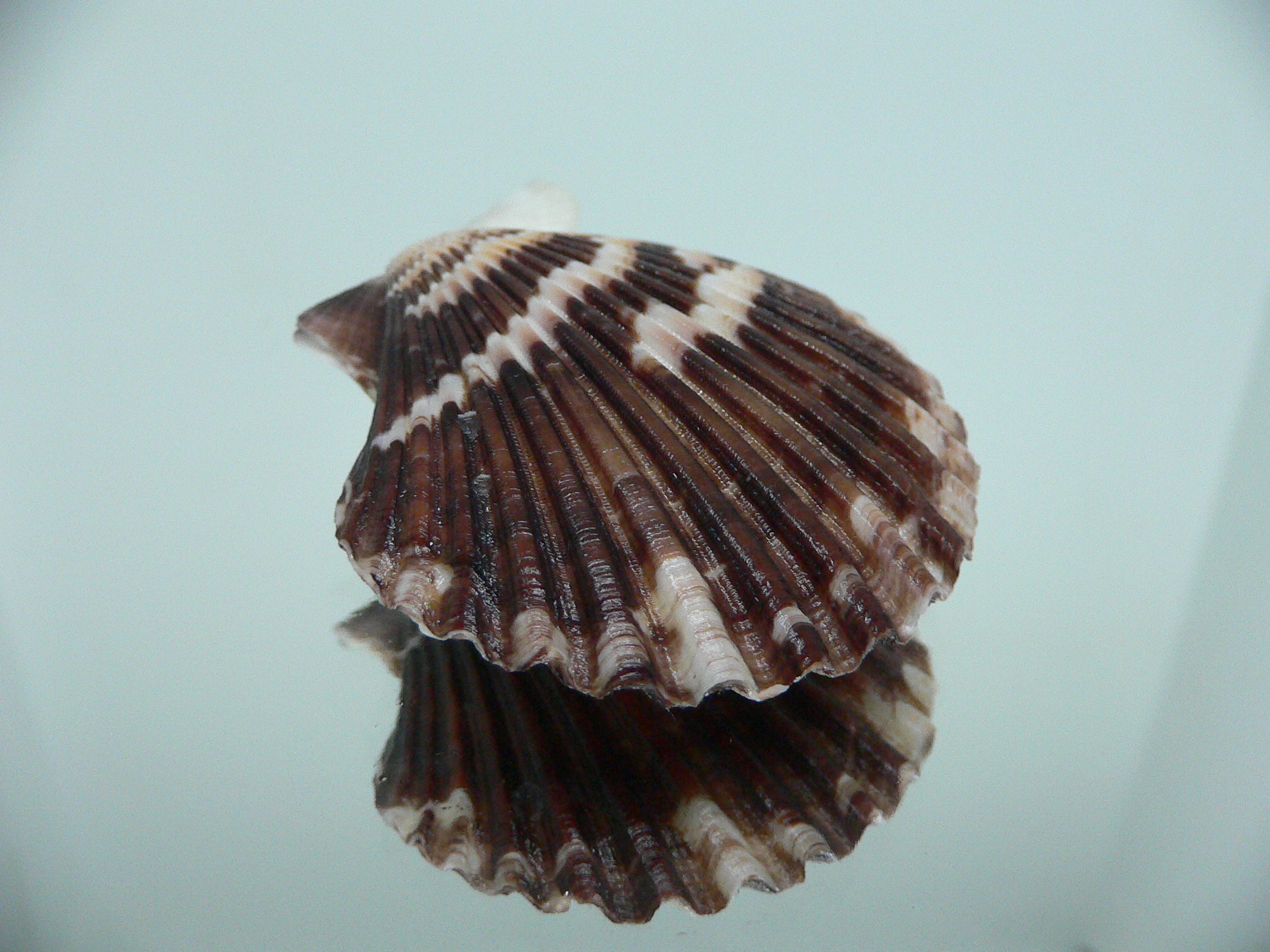 Volachlamus tranquebaria DARK