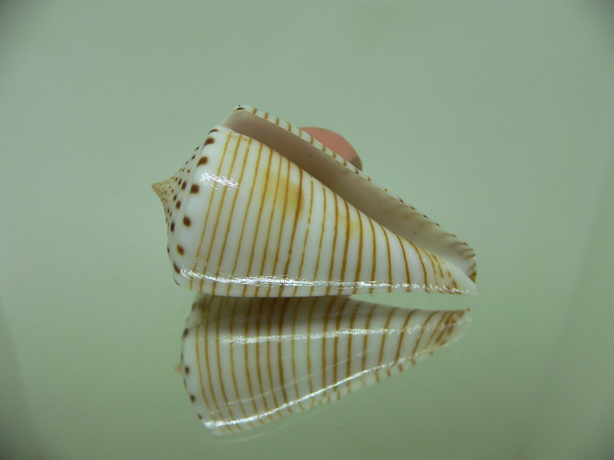 Conus hirasei