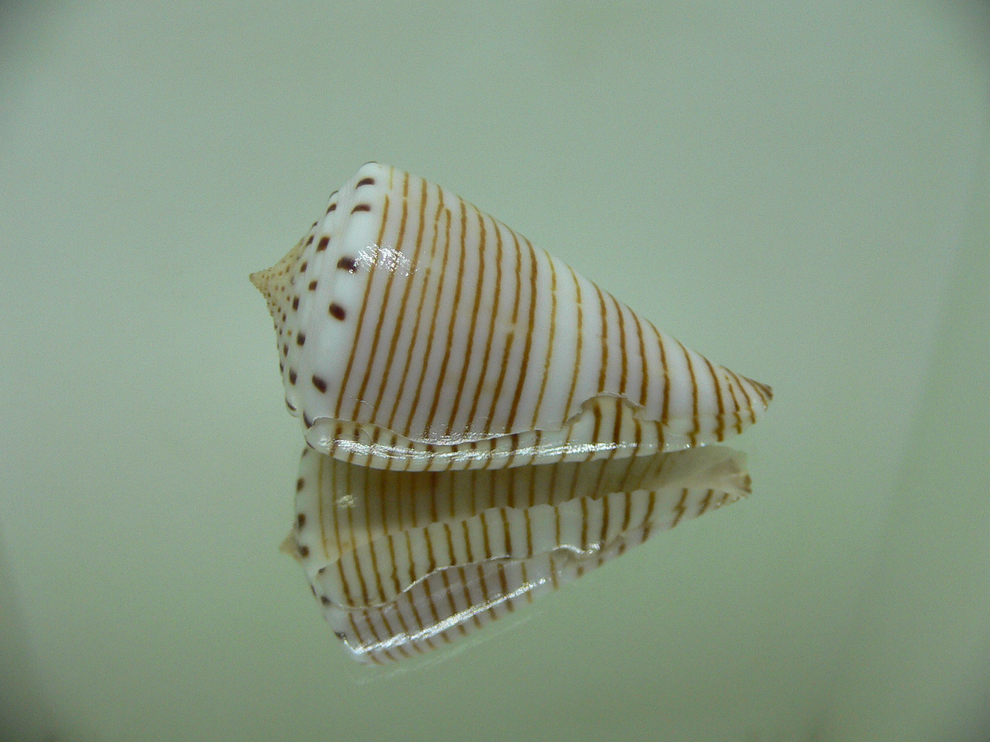 Conus hirasei