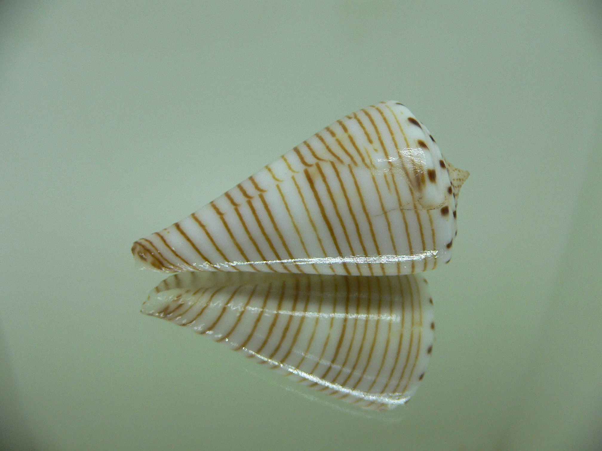 Conus hirasei