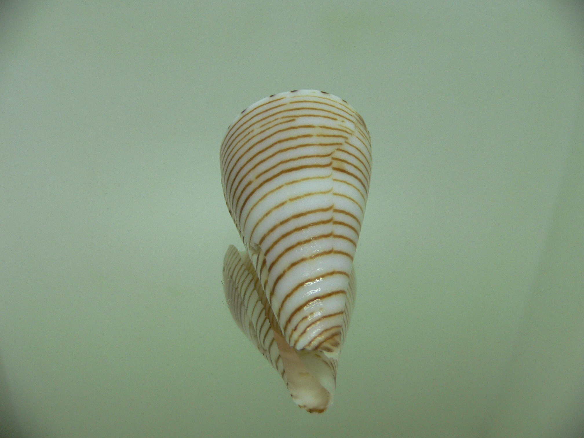 Conus hirasei