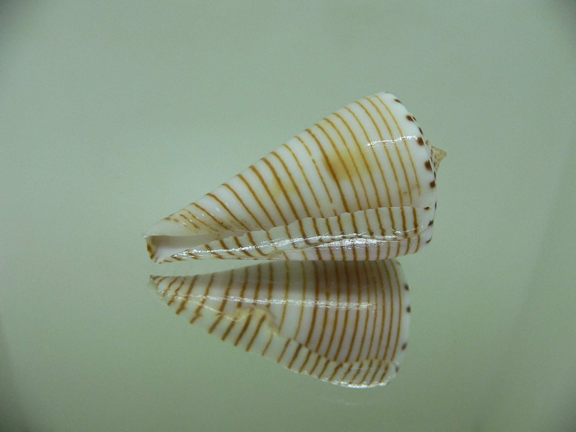 Conus hirasei