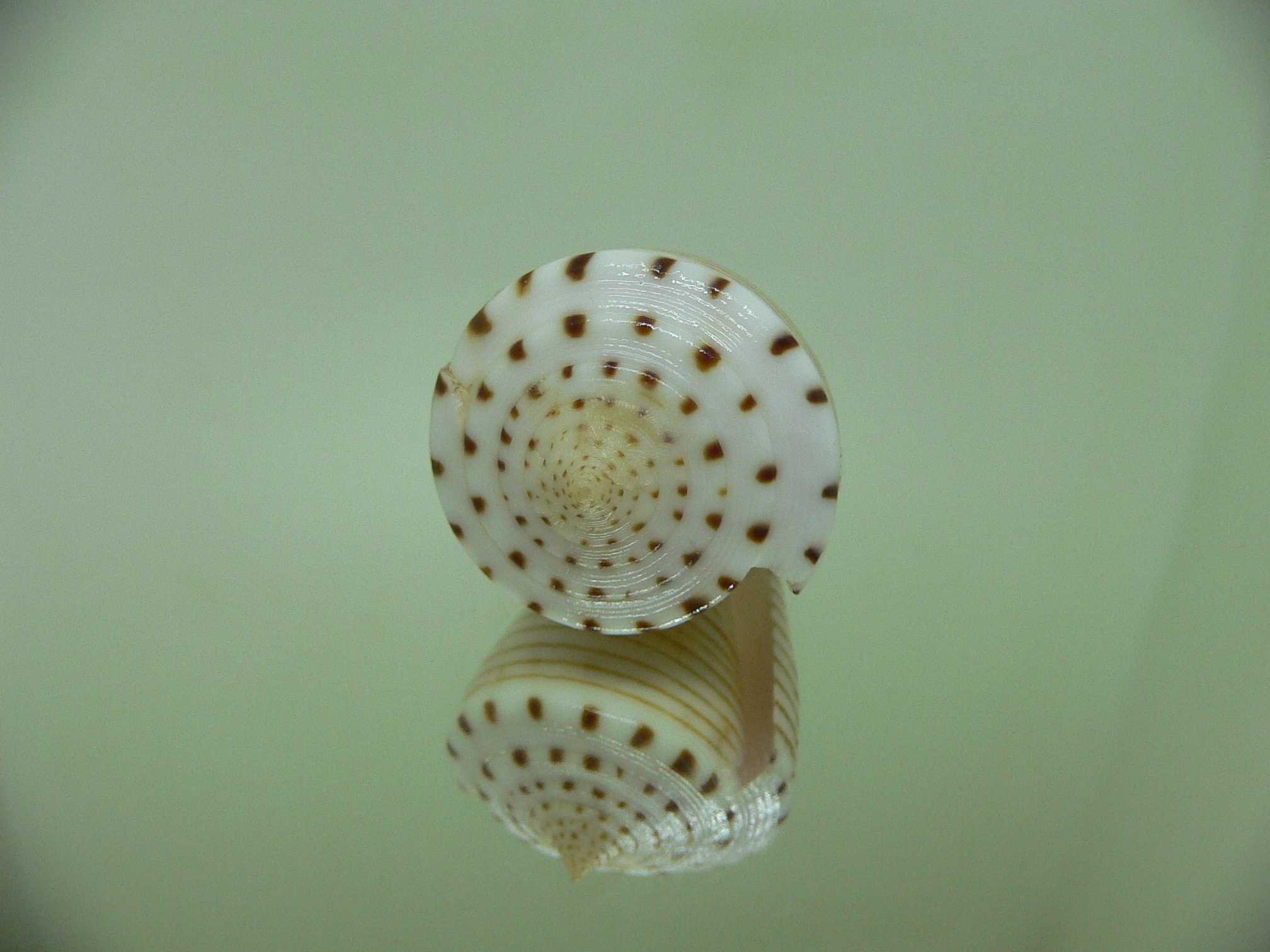 Conus hirasei