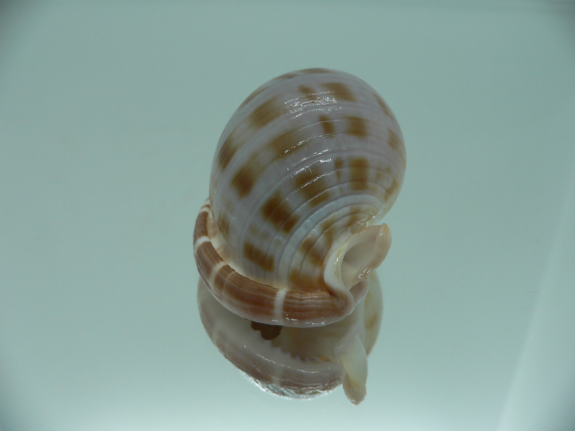 Semicassis canaliculata THICK LIP