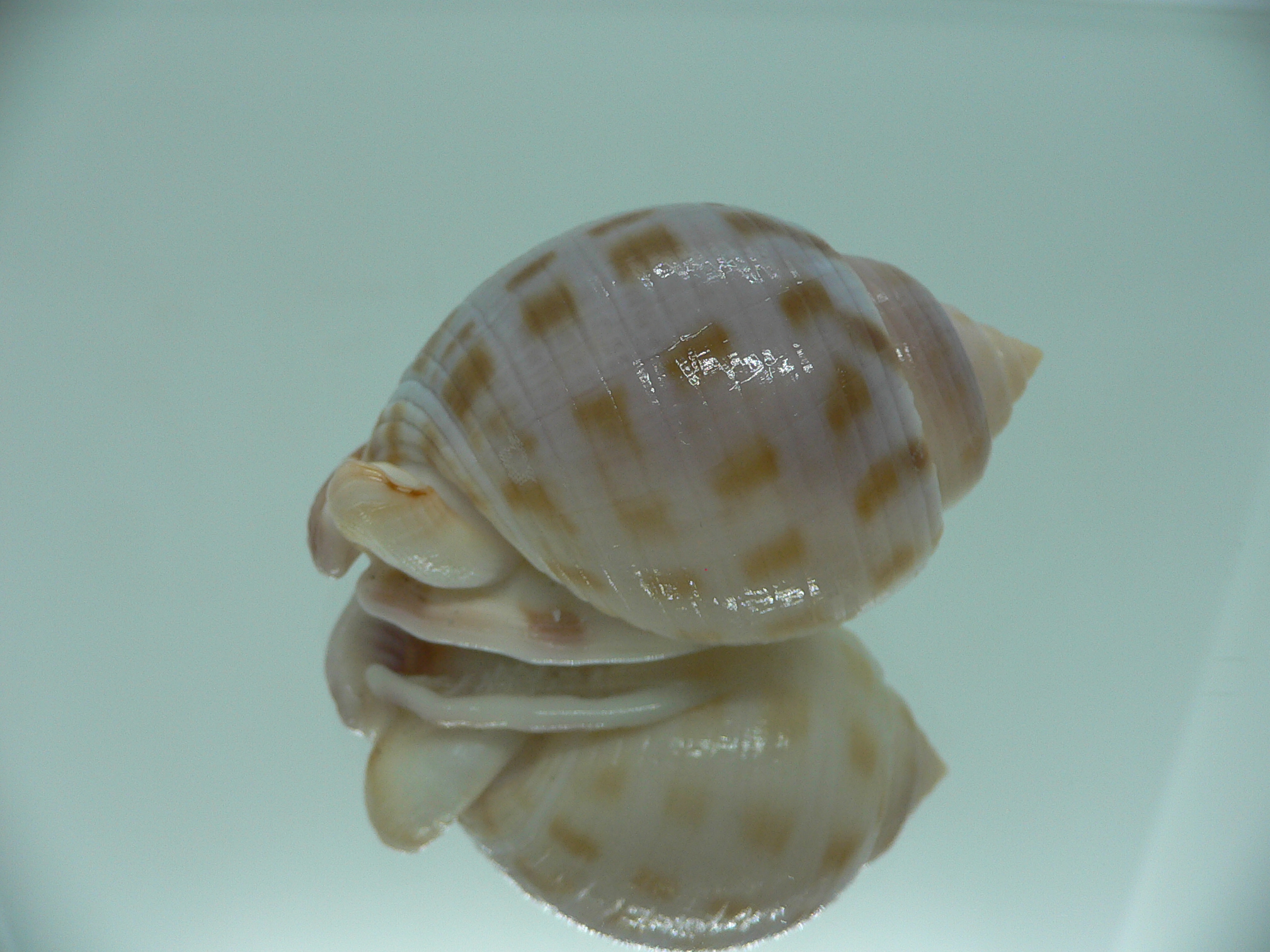 Semicassis canaliculata THICK LIP