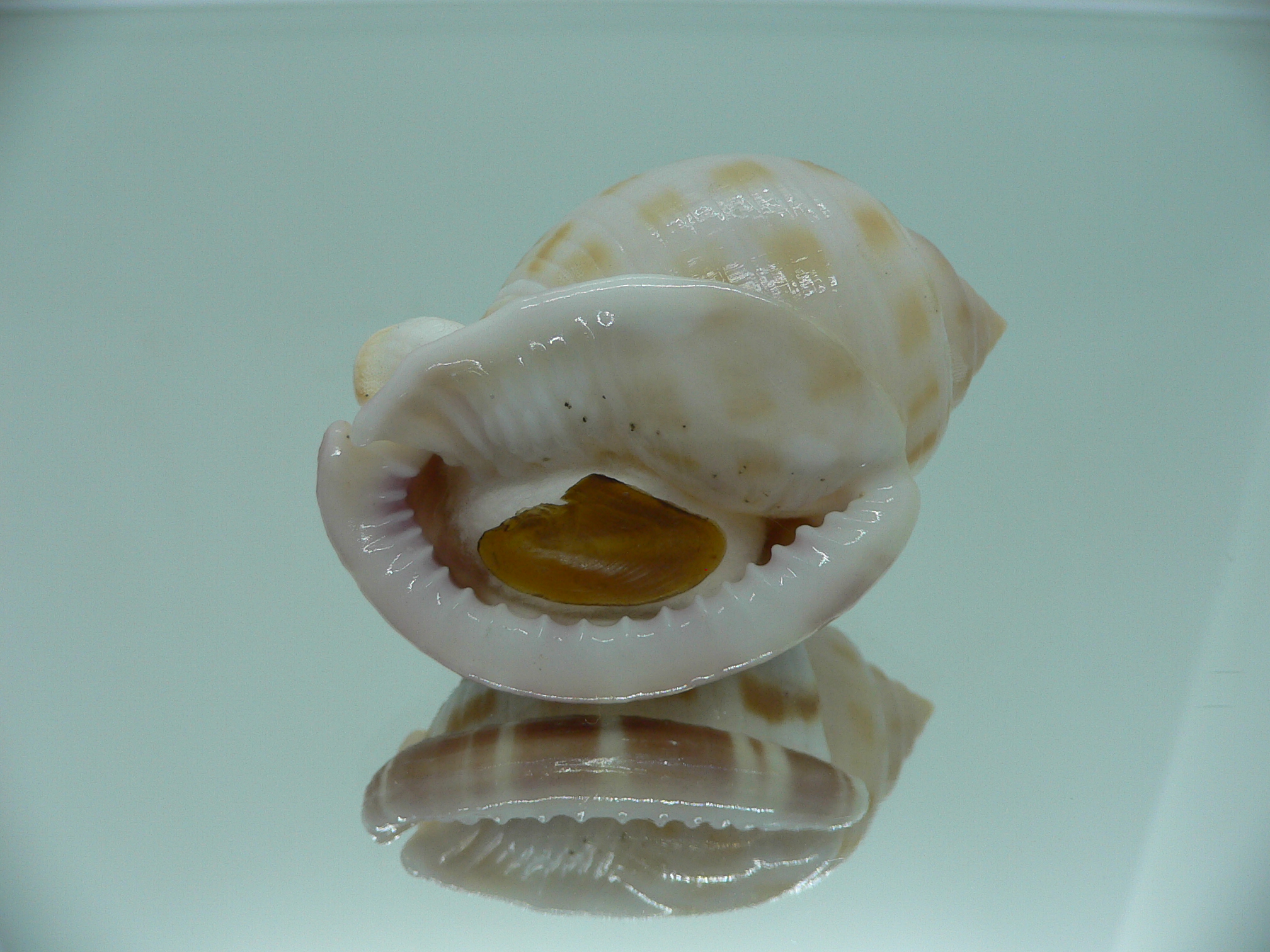 Semicassis canaliculata THICK LIP