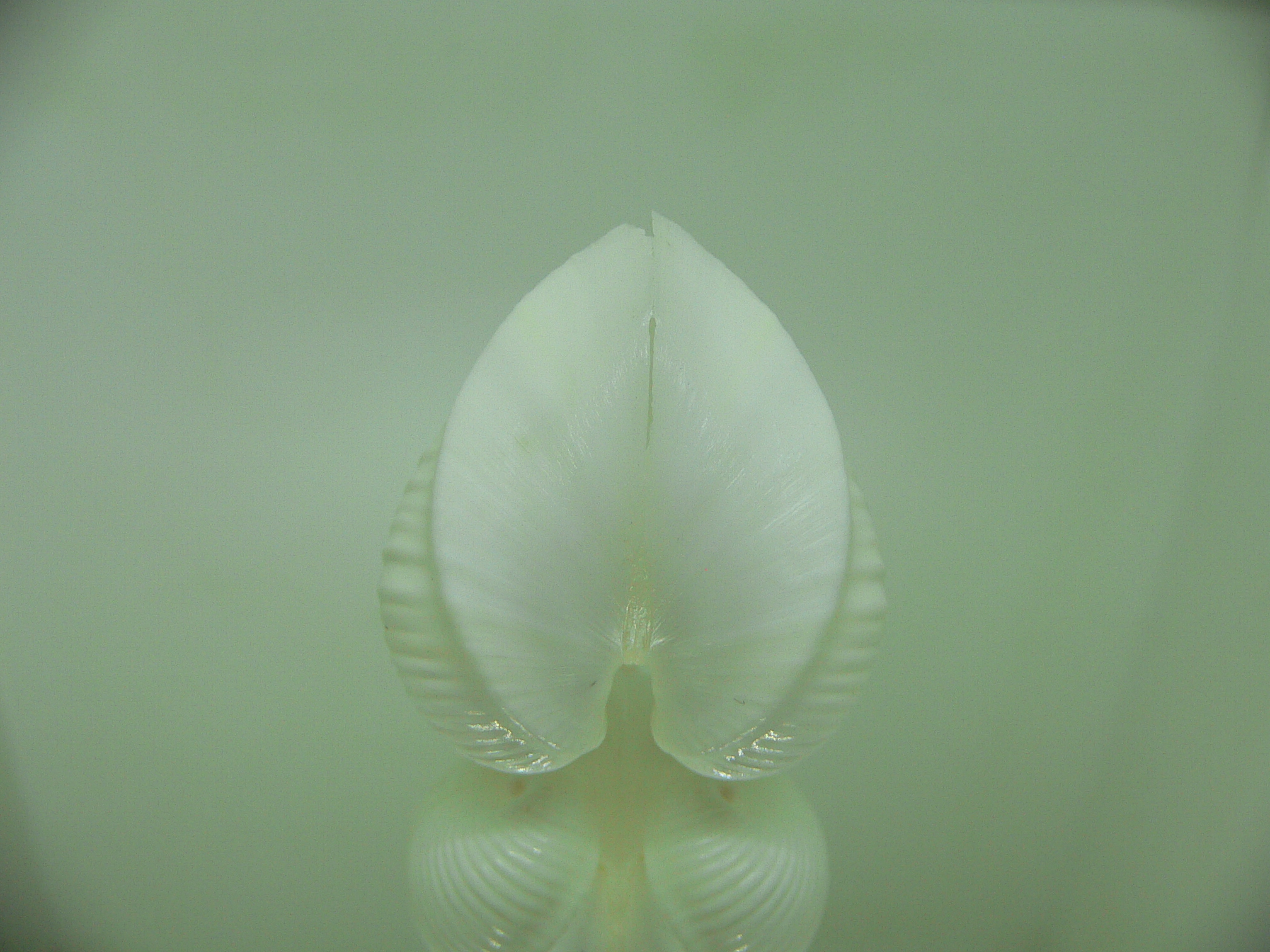 Meiocardia cumingi CURLS