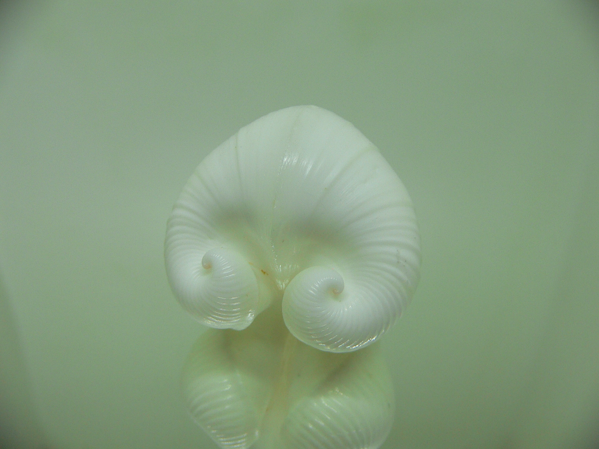 Meiocardia cumingi CURLS