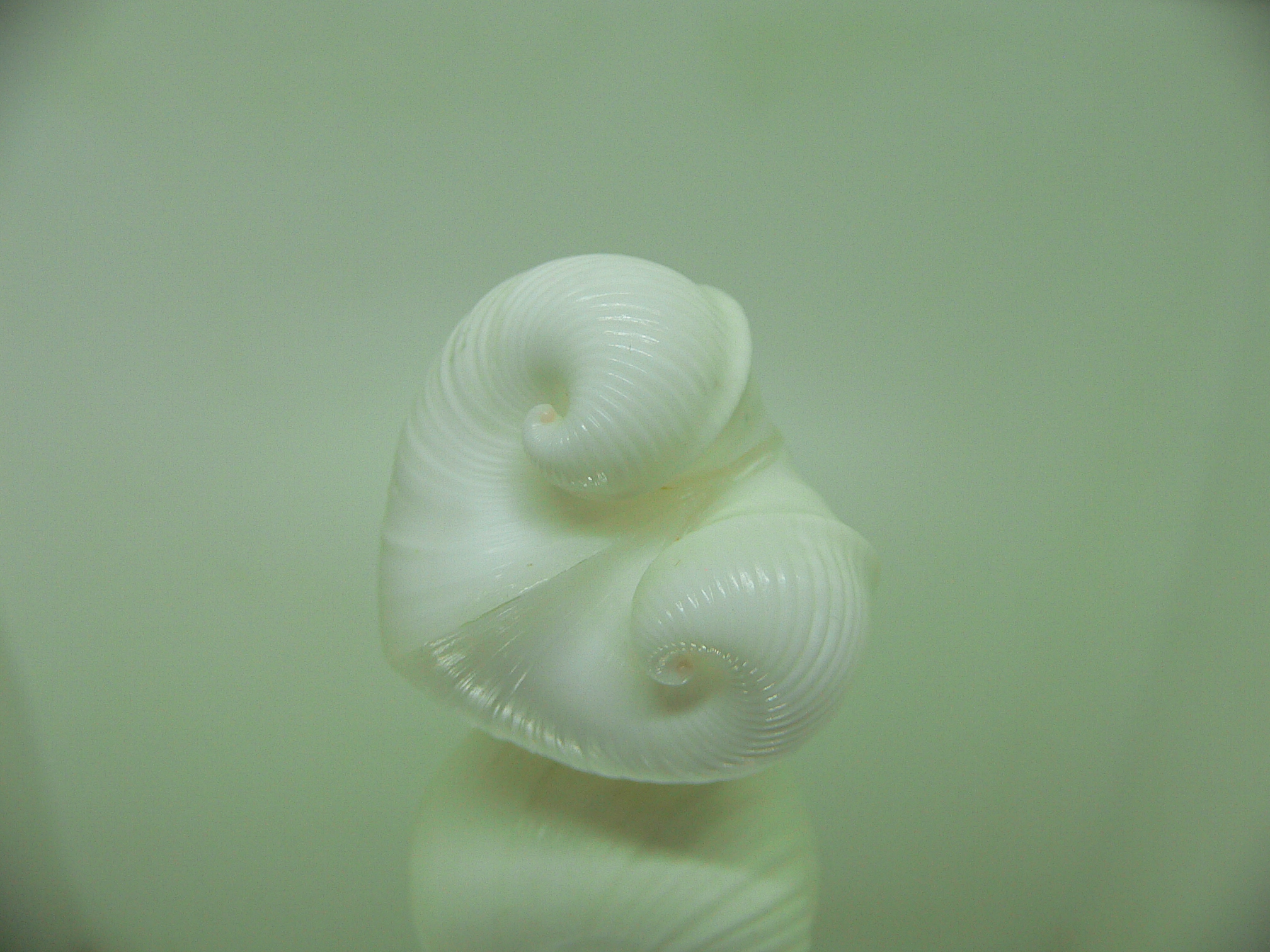 Meiocardia cumingi CURLS