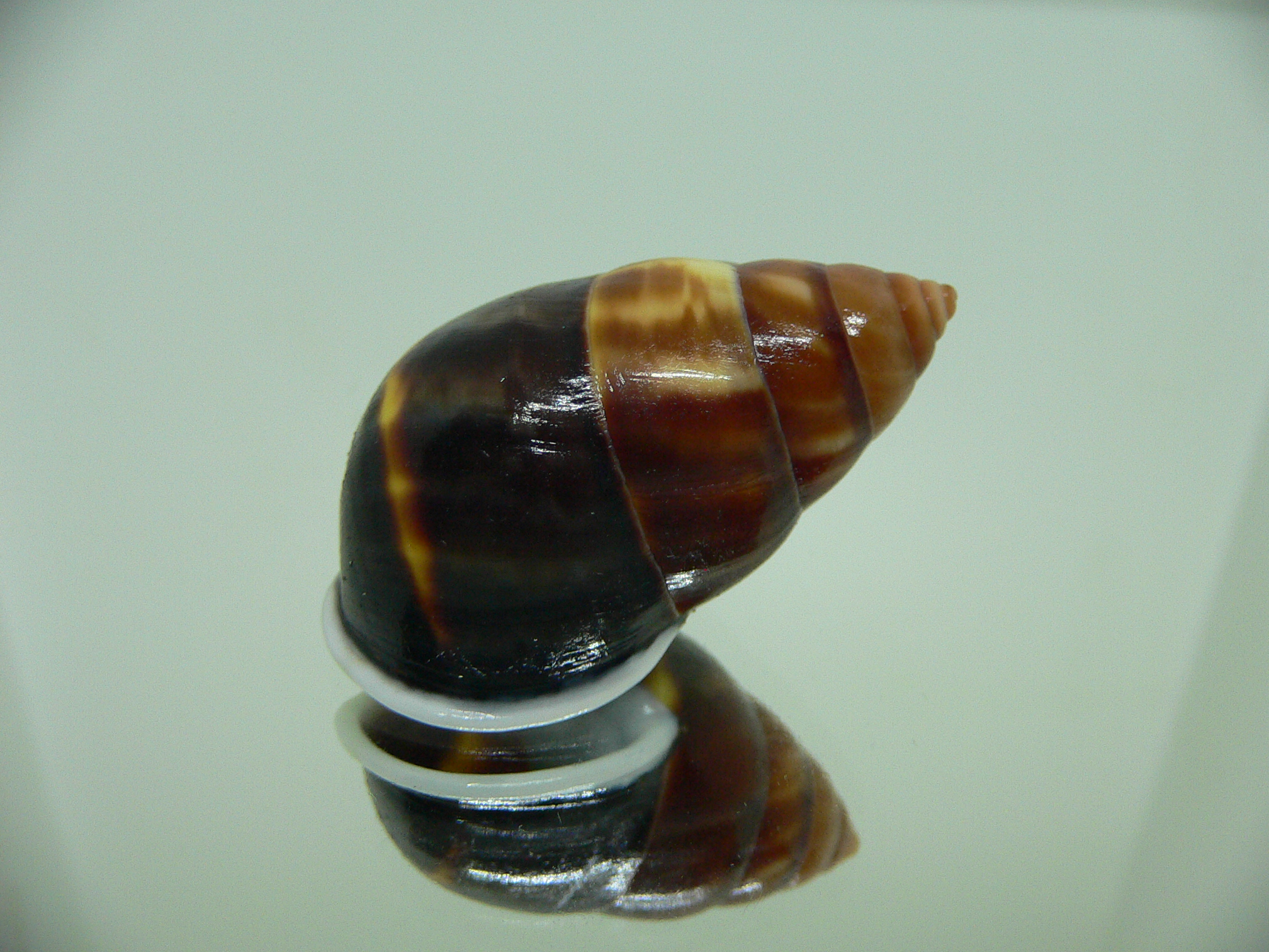 Amphidromus perversus melanoma WIDE & COLOR