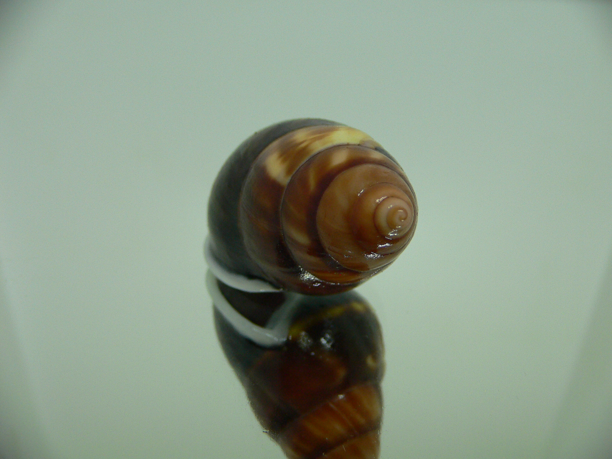 Amphidromus perversus melanoma WIDE & COLOR