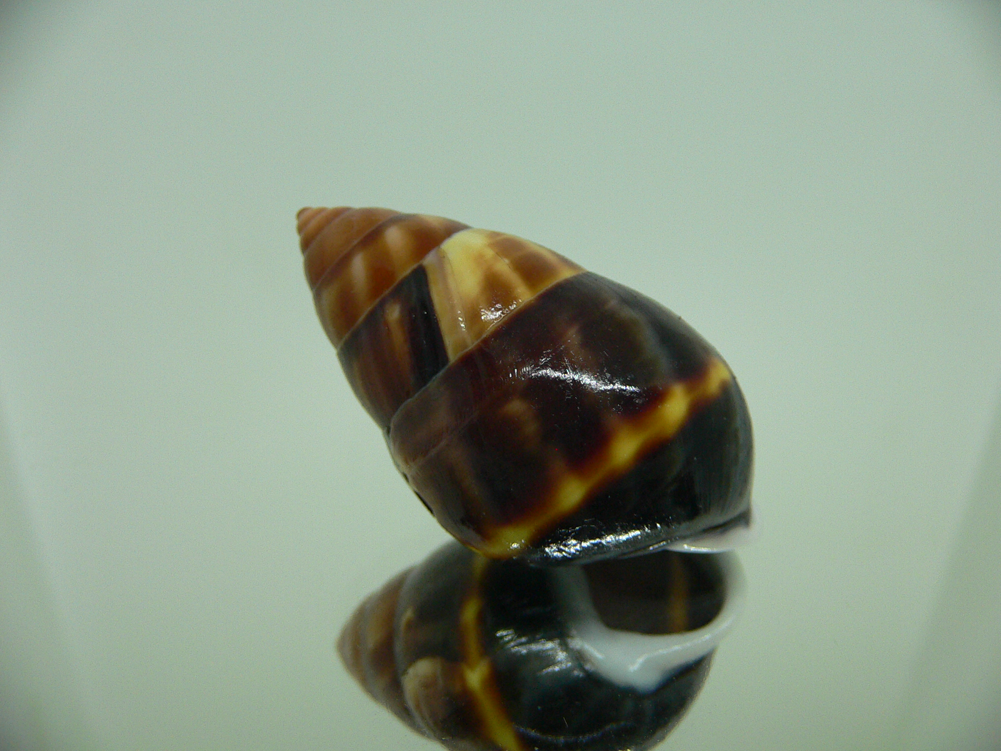 Amphidromus perversus melanoma WIDE & COLOR