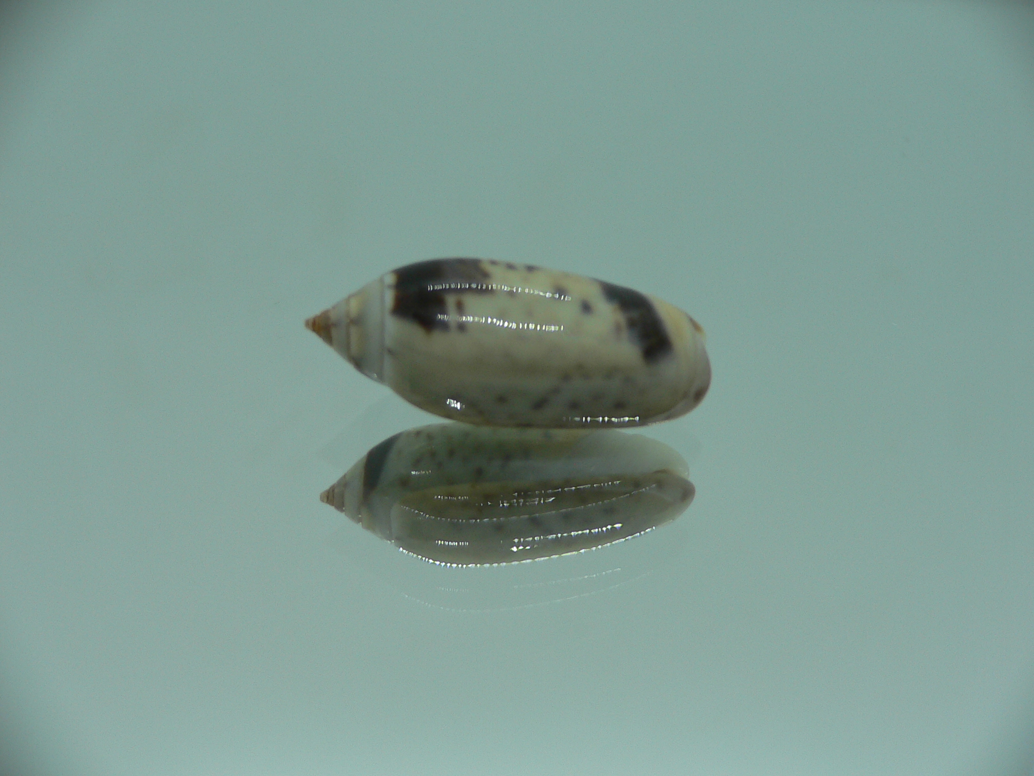 Oliva oliva longispira (var.) SUPER