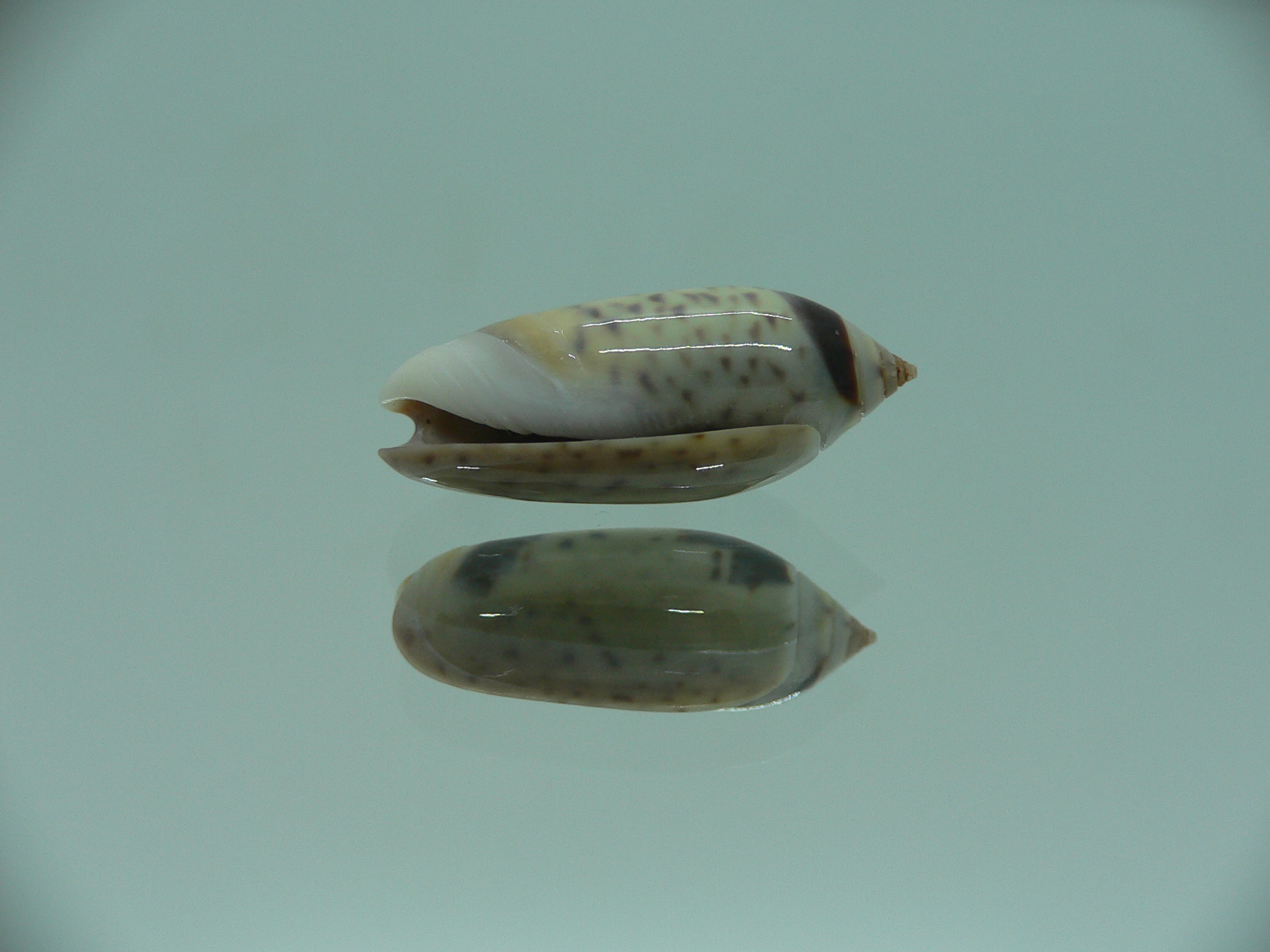 Oliva oliva longispira (var.) SUPER