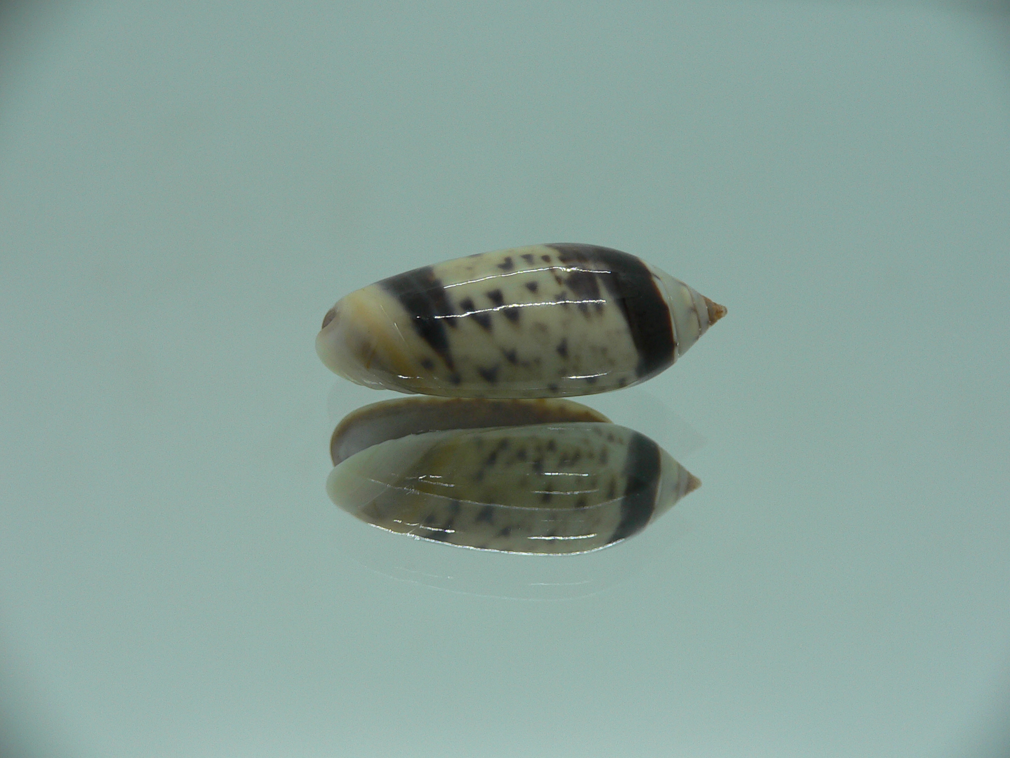 Oliva oliva longispira (var.) SUPER