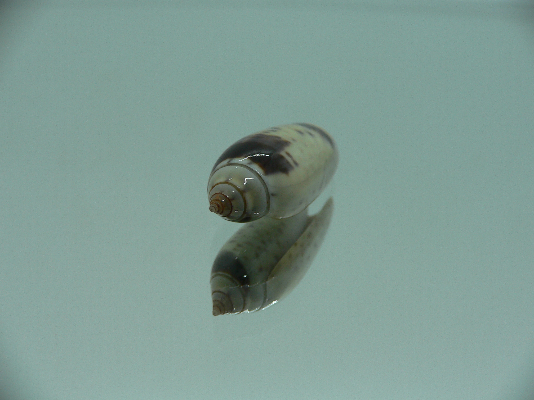 Oliva oliva longispira (var.) SUPER