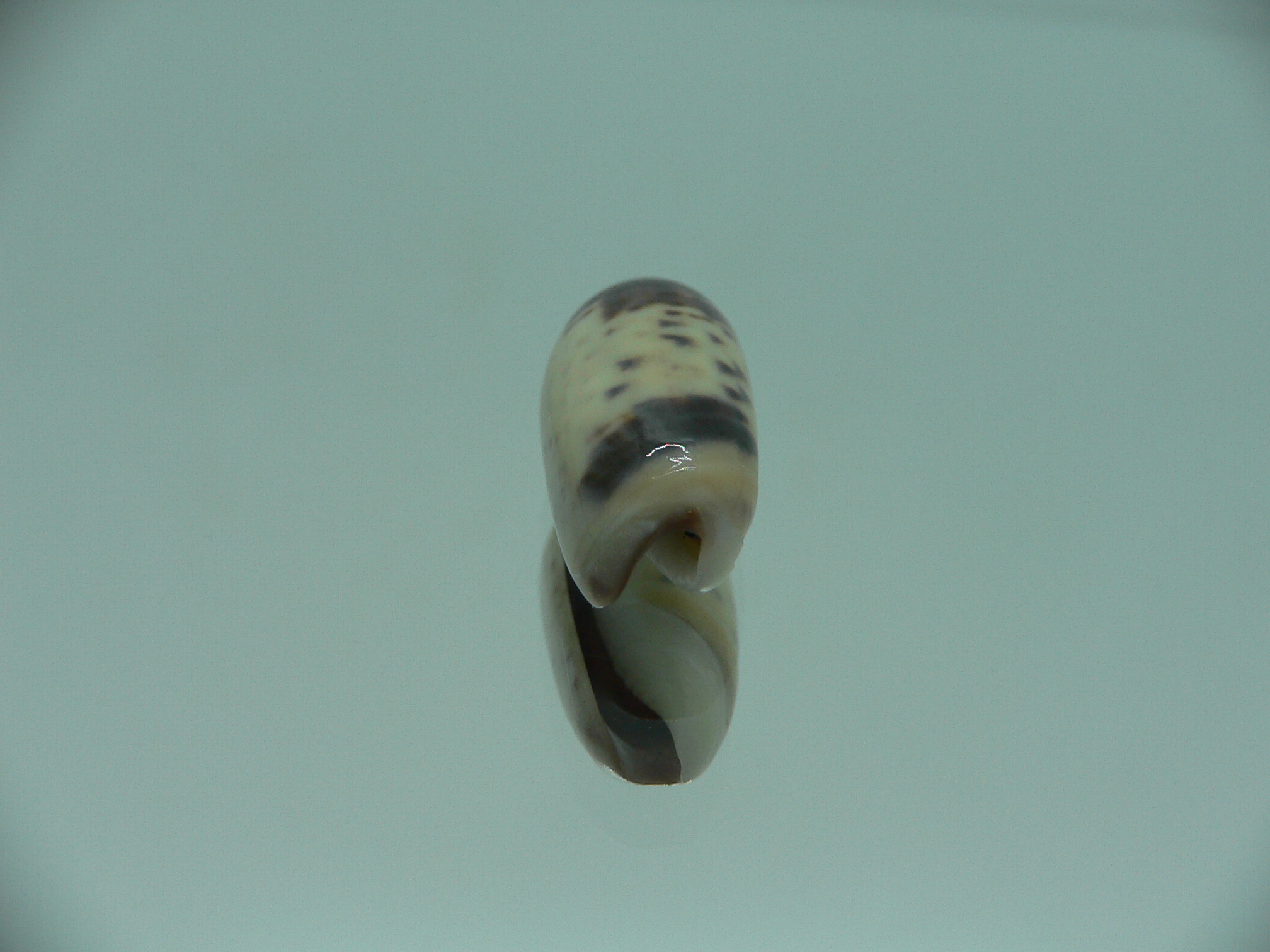 Oliva oliva longispira (var.) SUPER