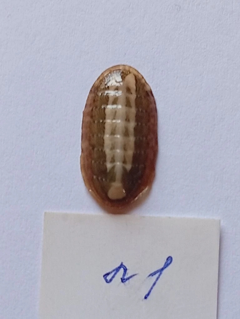 Ischnochiton elondatus ENDEMIC 1