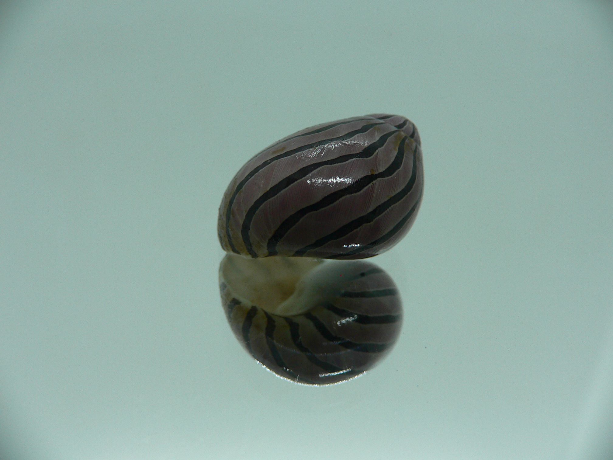 Neritina coromandeliana STRIPES