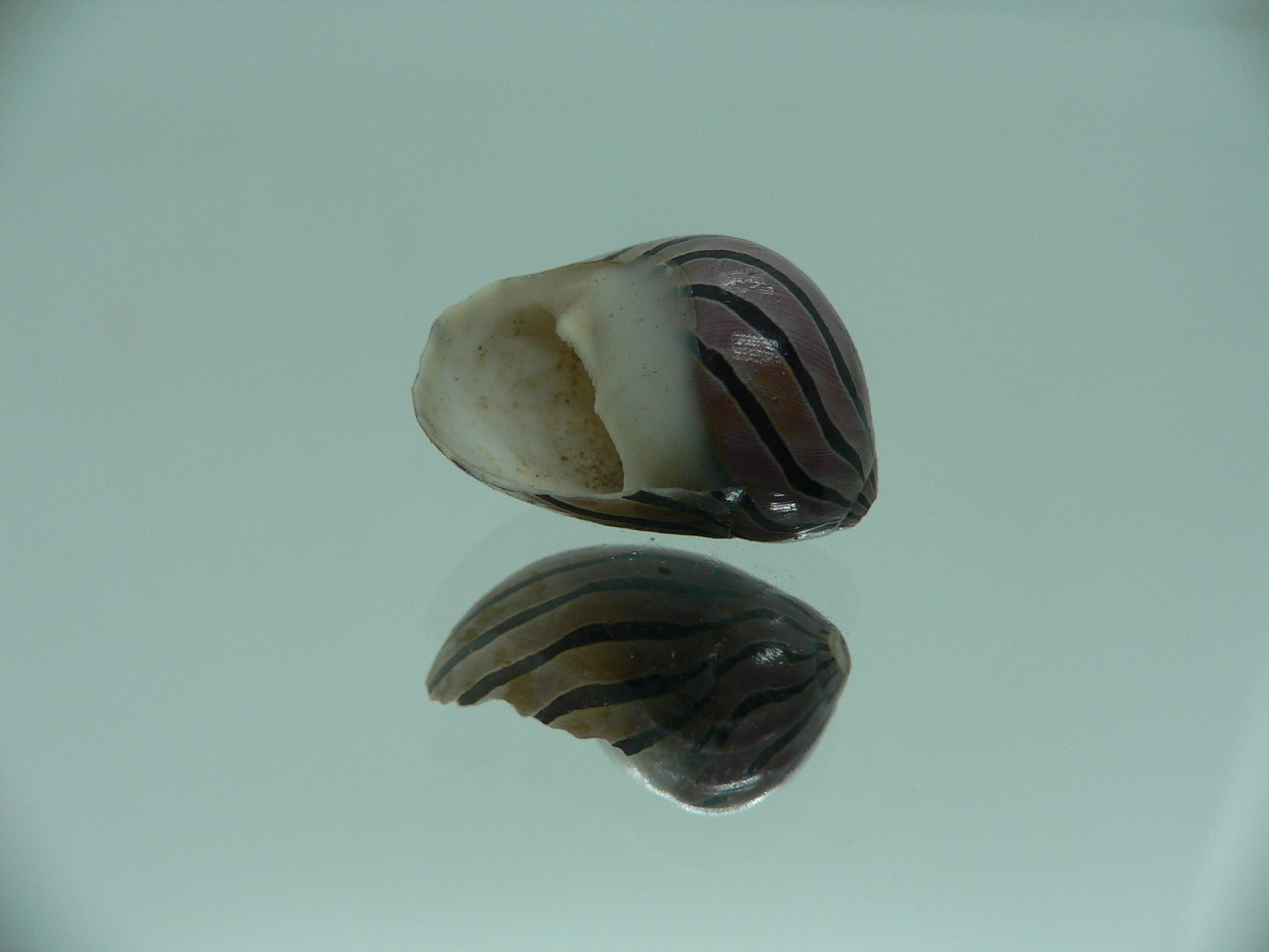 Neritina coromandeliana STRIPES