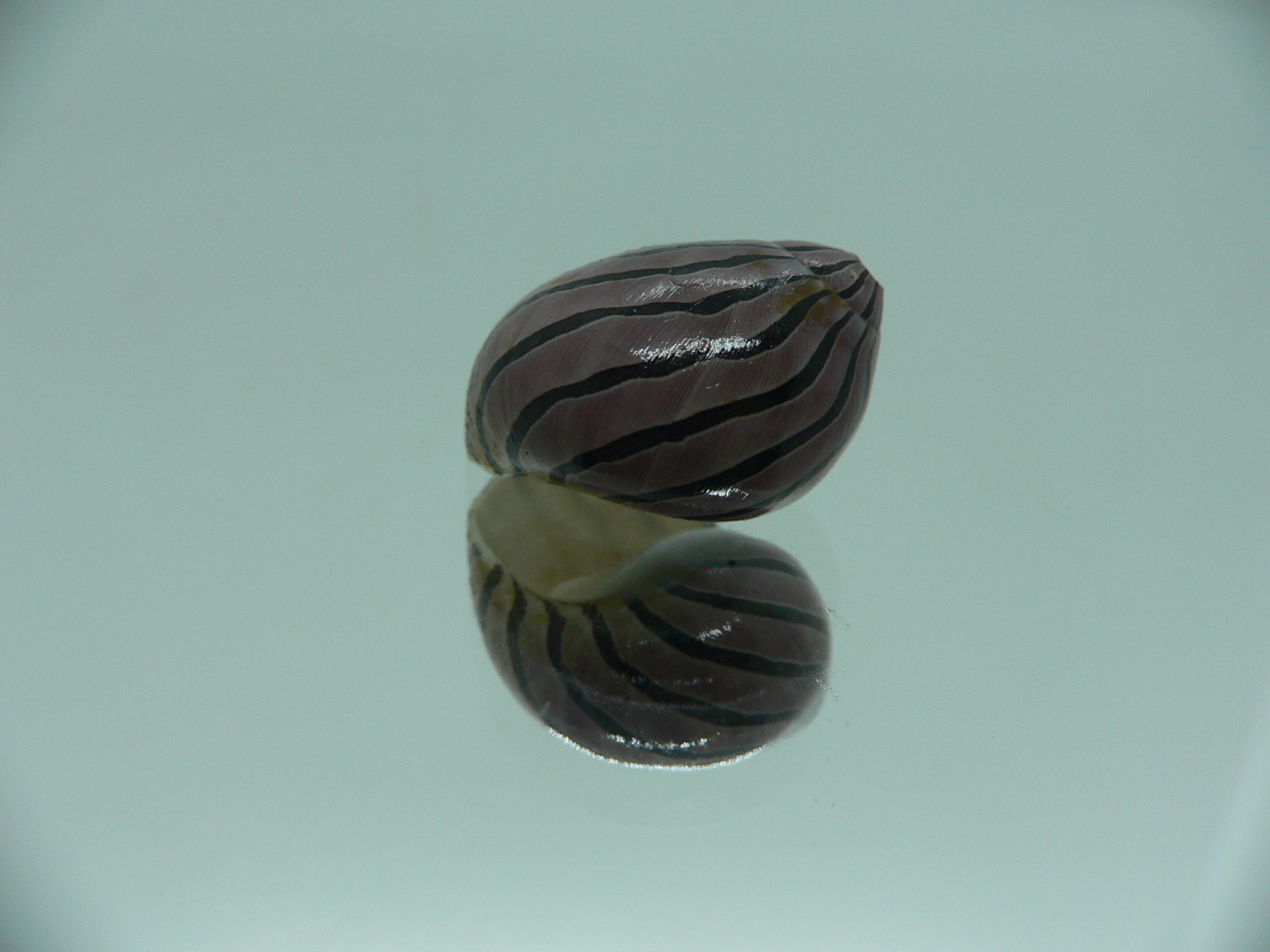 Neritina coromandeliana STRIPES