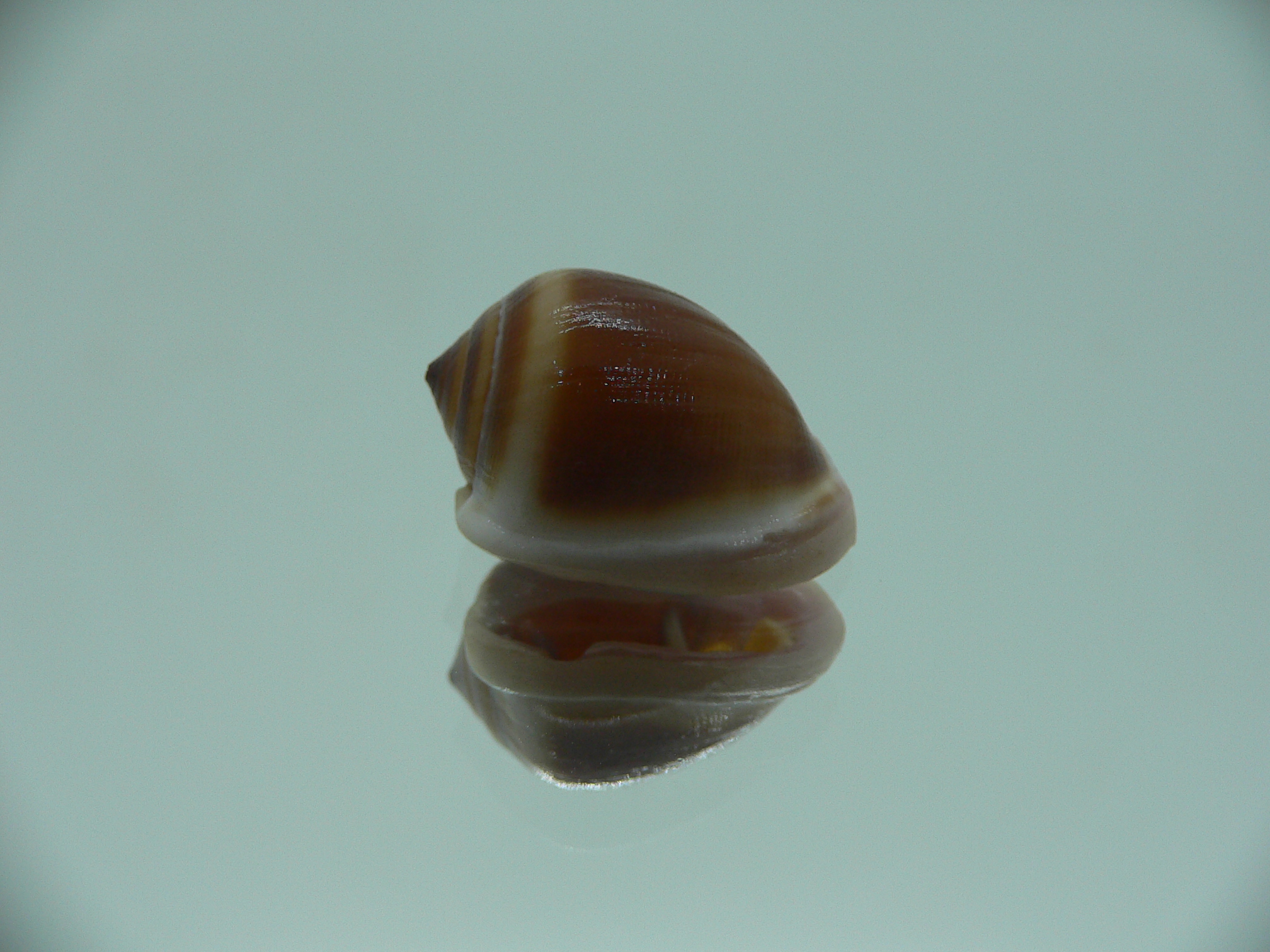 Cassidula nucleus nucleus GLOBOSE & DARK