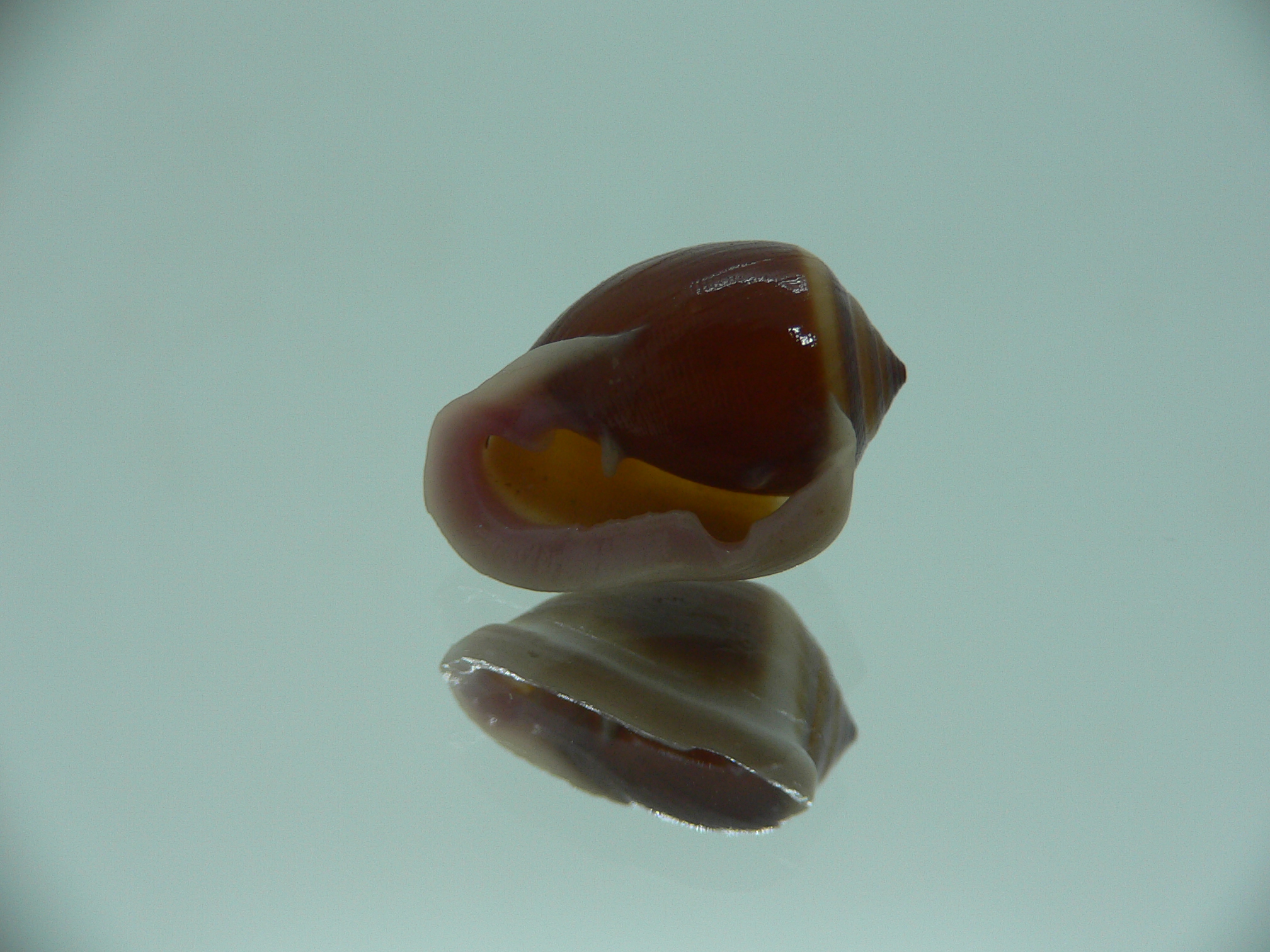Cassidula nucleus nucleus GLOBOSE & DARK