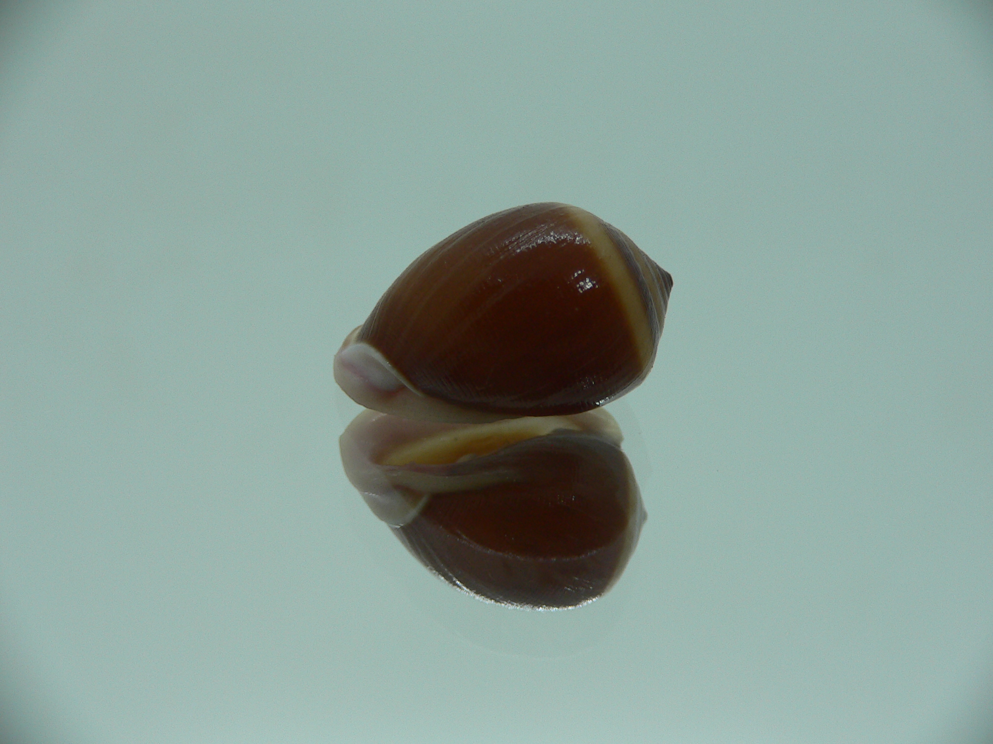 Cassidula nucleus nucleus GLOBOSE & DARK