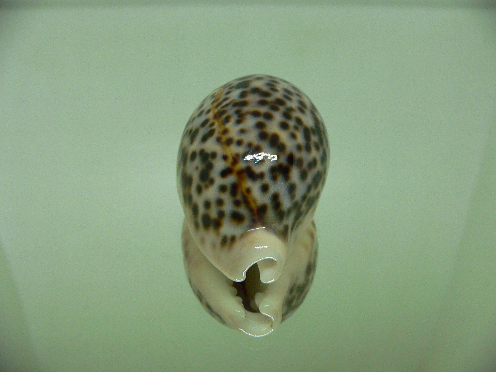 Cypraea pantherina cf. f. syringa  ARISTOCRAT & CALLOUSED