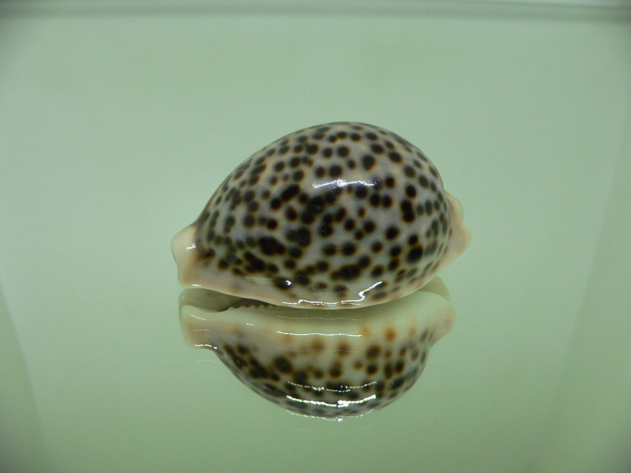 Cypraea pantherina cf. f. syringa  ARISTOCRAT & CALLOUSED