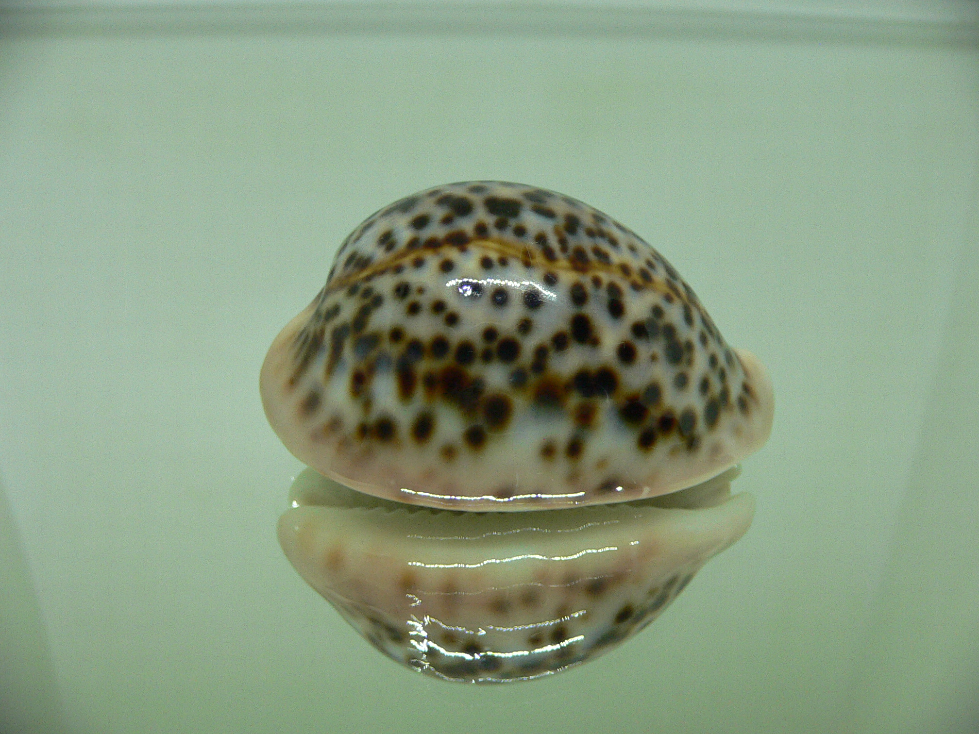 Cypraea pantherina cf. f. syringa  ARISTOCRAT & CALLOUSED