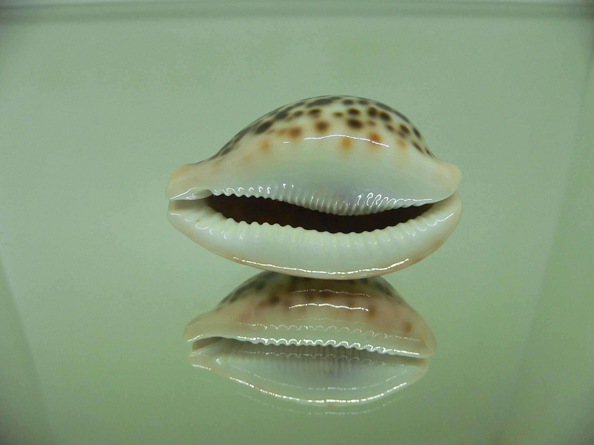 Cypraea pantherina cf. f. syringa  ARISTOCRAT & CALLOUSED