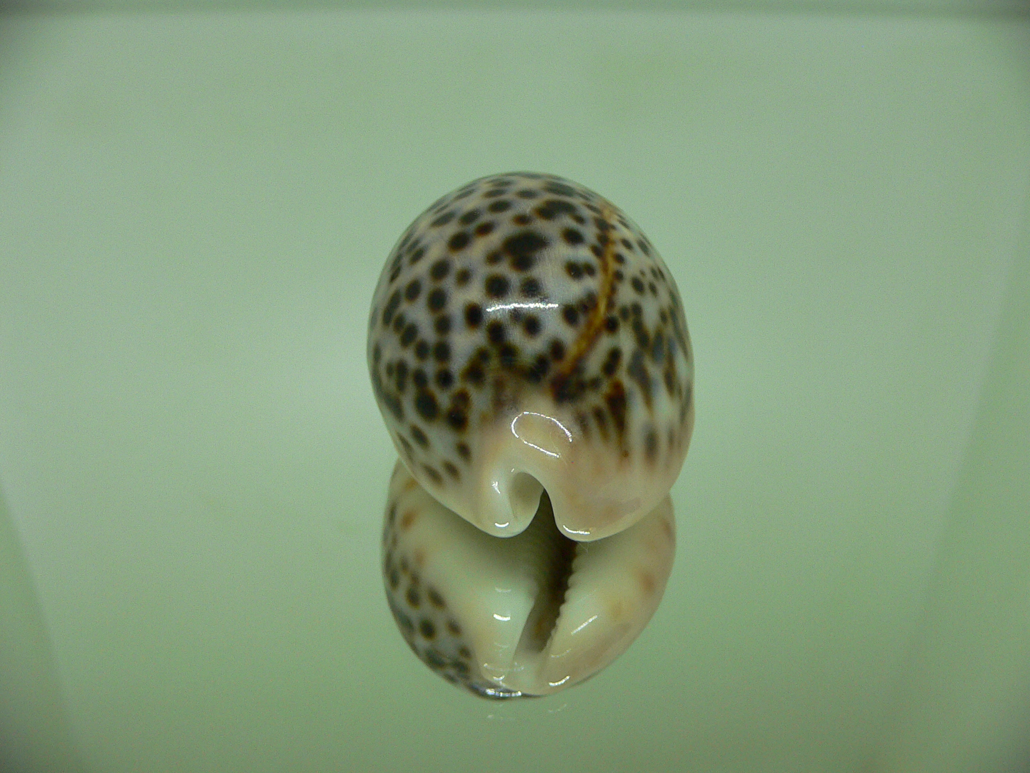 Cypraea pantherina cf. f. syringa  ARISTOCRAT & CALLOUSED