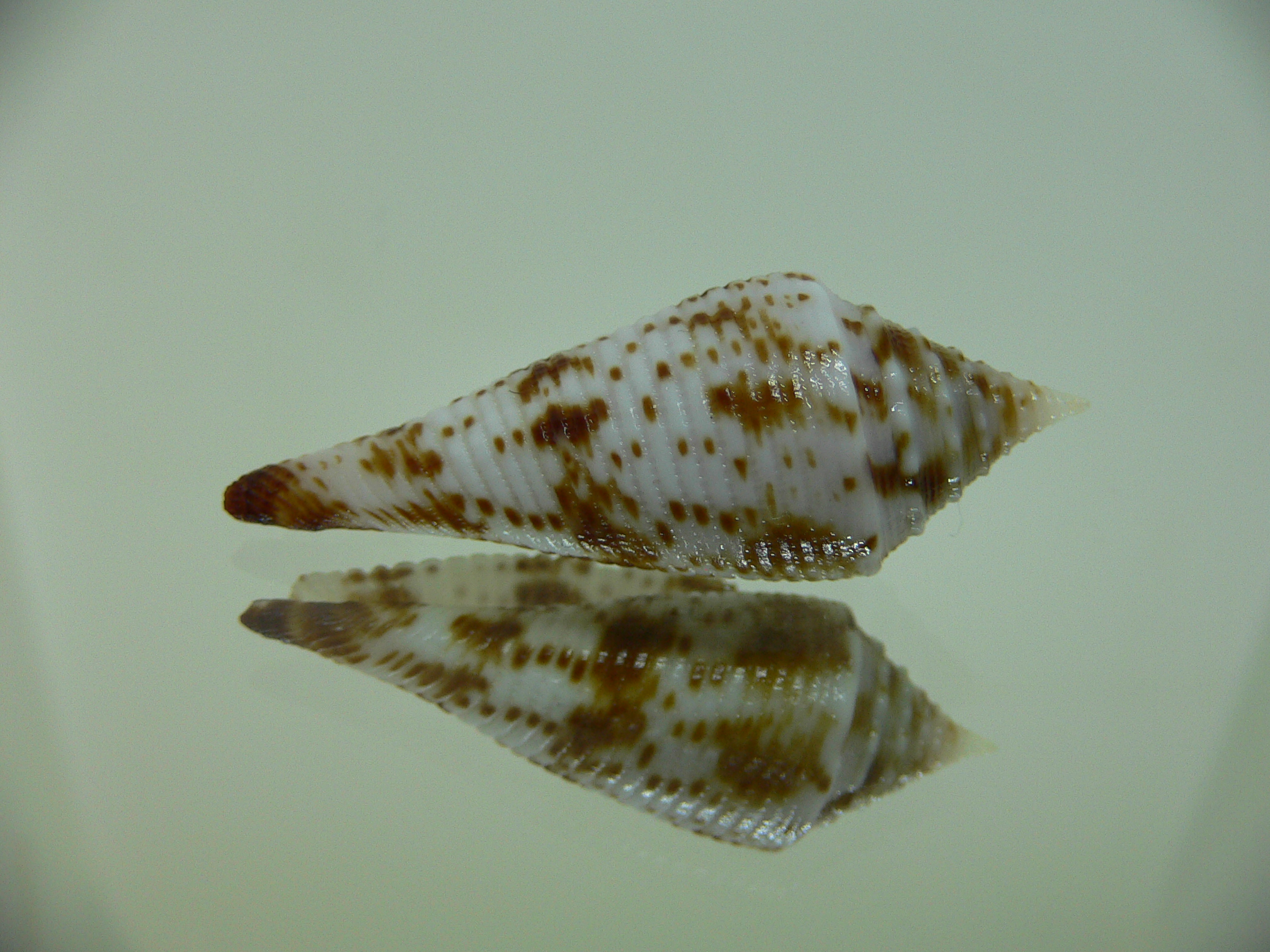 Conus aculeiformis delicatus (var.)